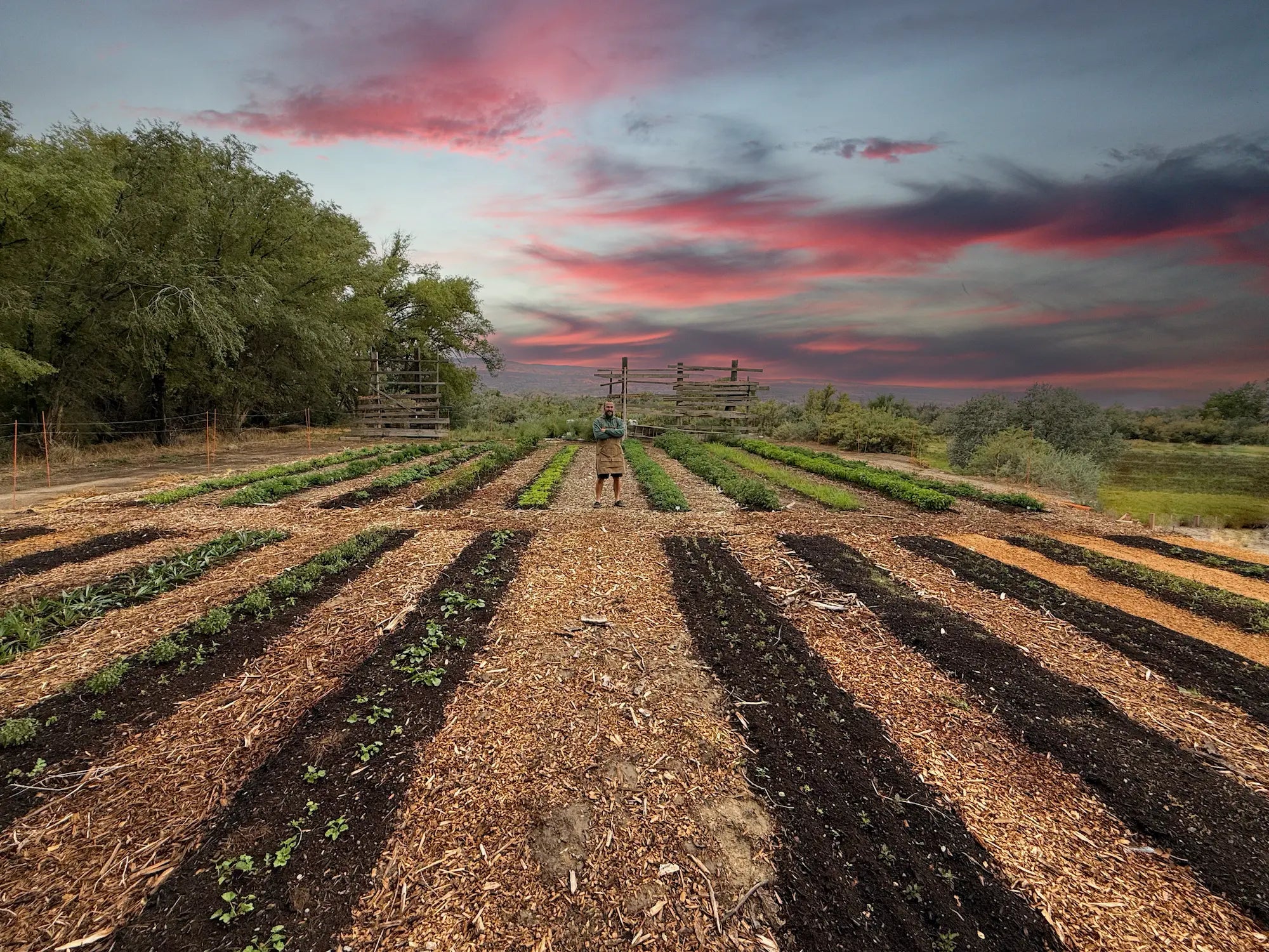 Founder standing at center of sunset-lit herb rows at Sacred Plant Co — small-batch regenerative herb beds