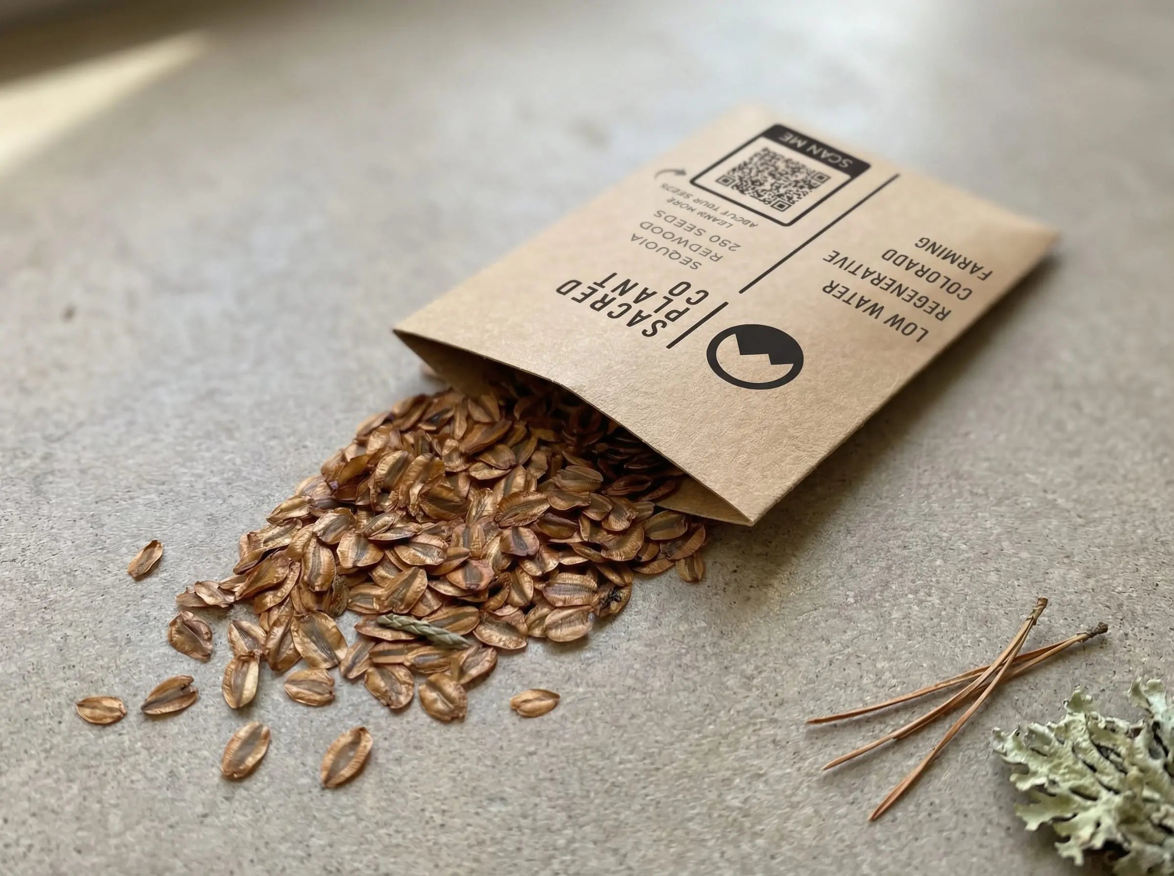 Sacred Plant Co Giant Sequoia seeds styled on concrete with subtle botanical accents.