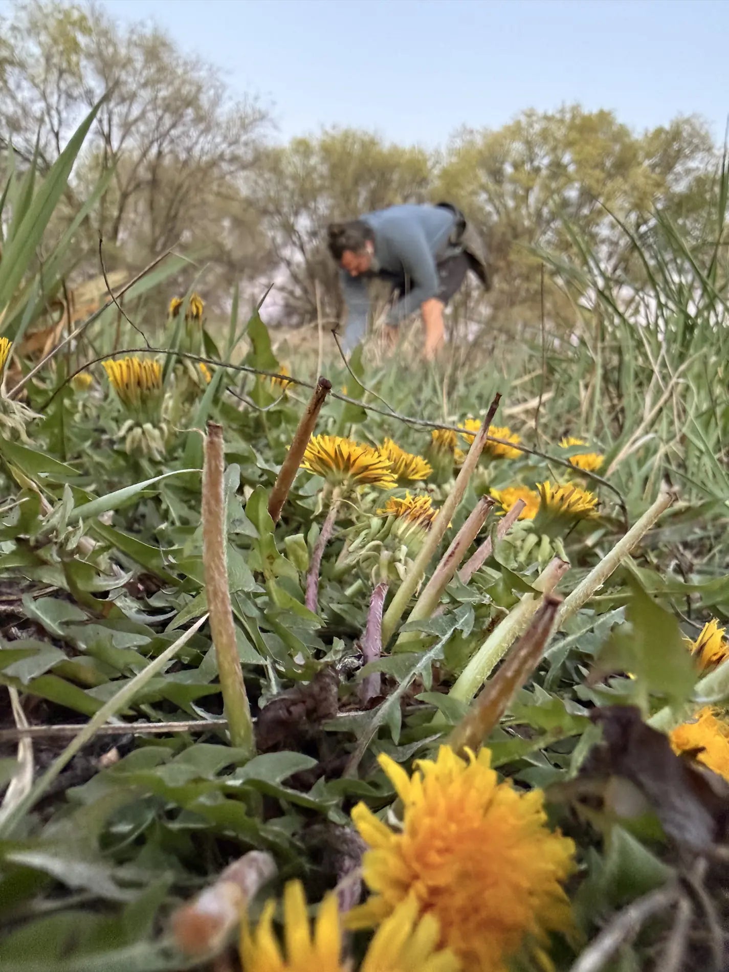 A field of 100% natural, wild dandelion flowers in sharp focus in the foreground, demonstrating the pristine, eco-friendly environment where a forager in the background is hand-picking herbs for Sacred Plant Co.