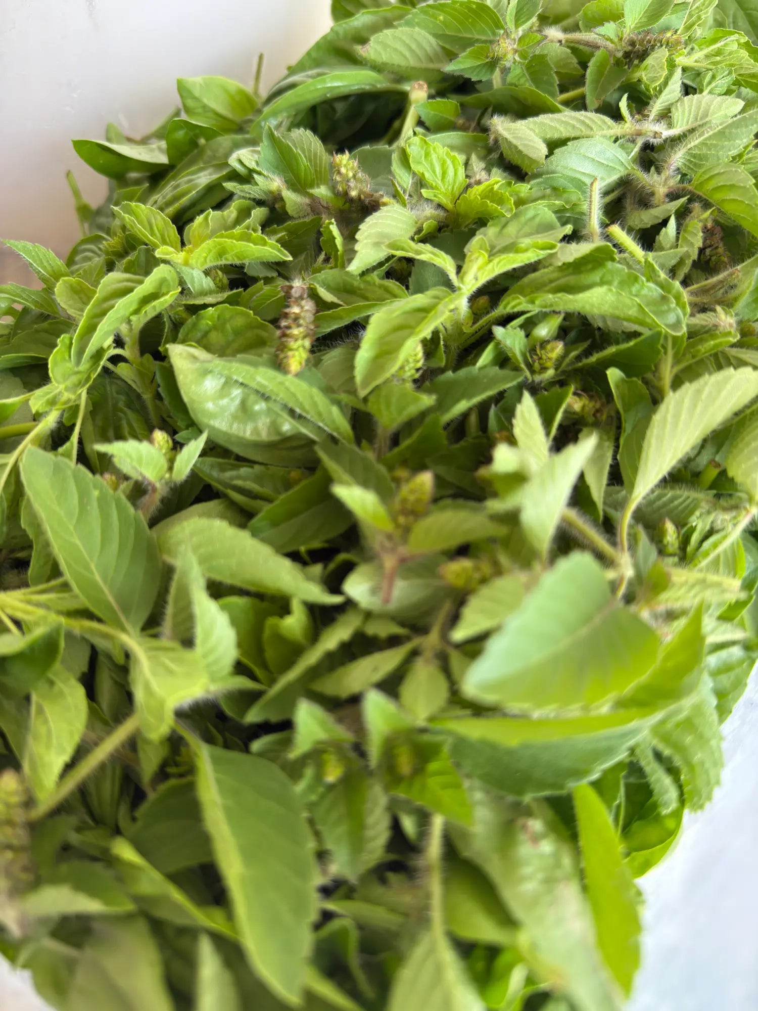 Fresh-harvested tulsi / holy basil (Ocimum tenuiflorum) — bright green leaves and flower spikes picked for adaptogenic tulsi tea.