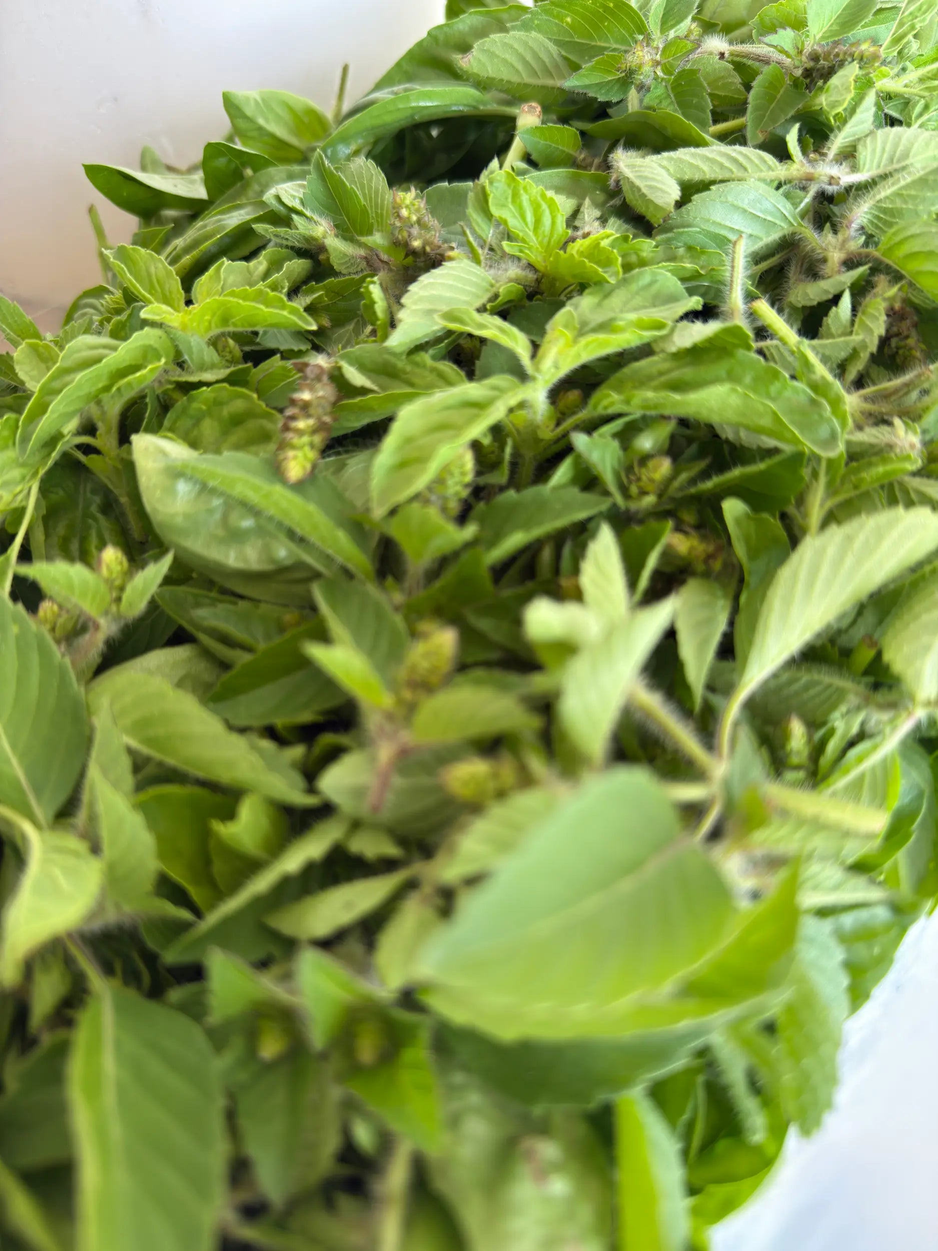 Close-up of tulsi (holy basil) leaves and fuzzy flower spikes showing leaf texture and buds — ideal for bulk tulsi tea and adaptogenic blends.
