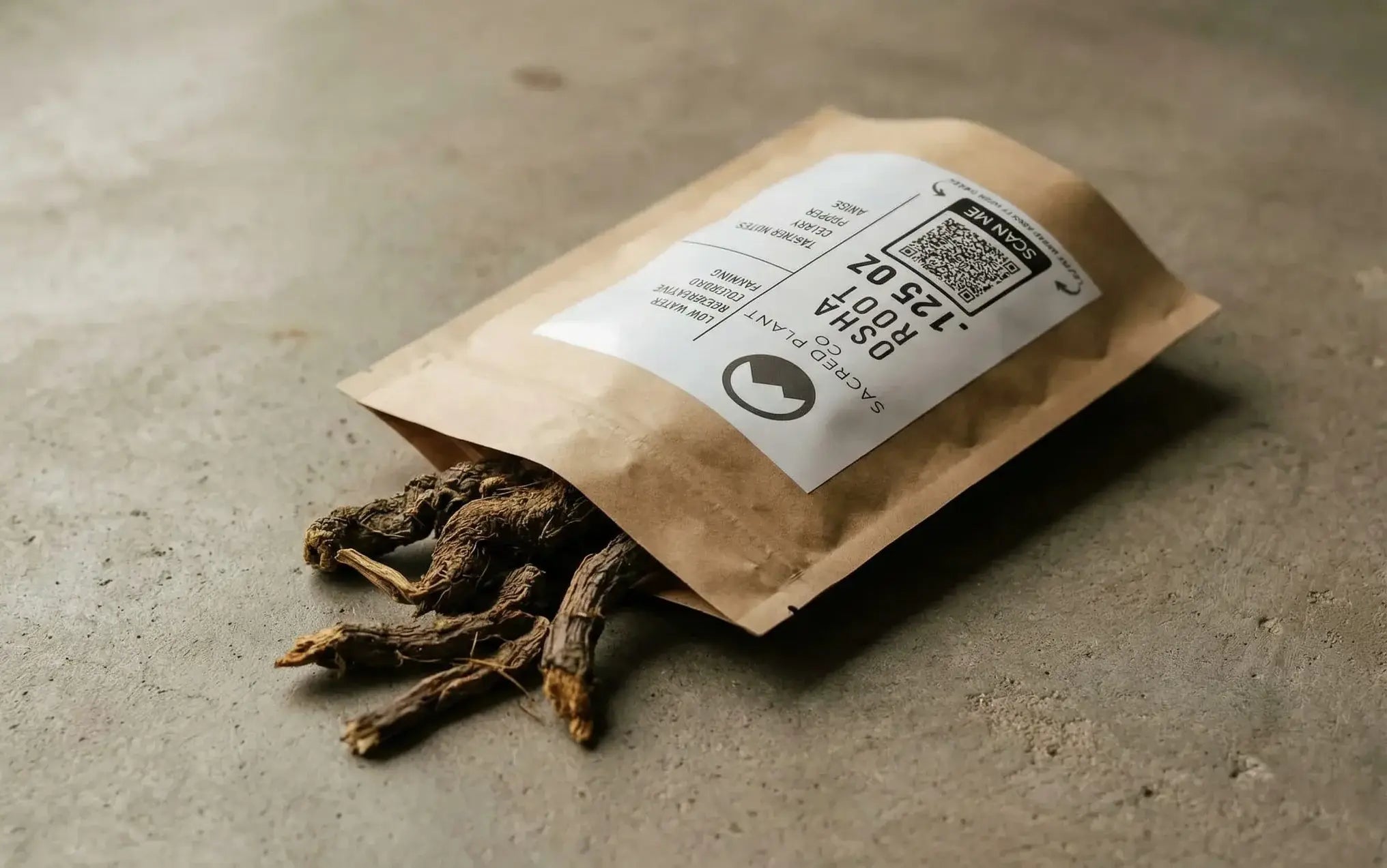 Whole, sustainably wild-harvested Osha roots spilling from a Sacred Plant Co pouch, displaying the fibrous texture of Ligusticum porteri.