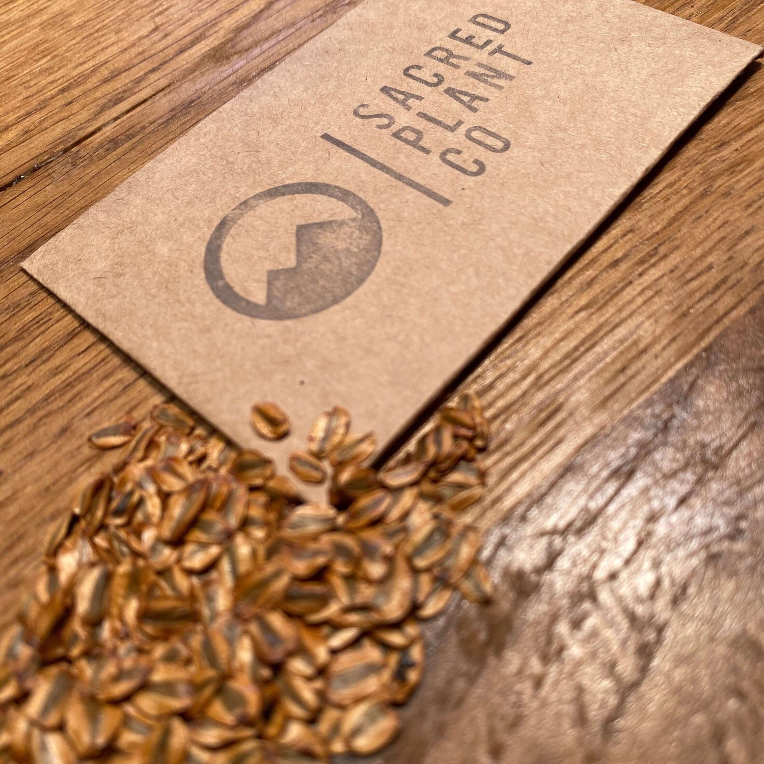 Minimalist product image featuring Giant Sequoia seeds and Sacred Plant Co’s environmentally friendly packaging for Sierra Redwood enthusiasts.