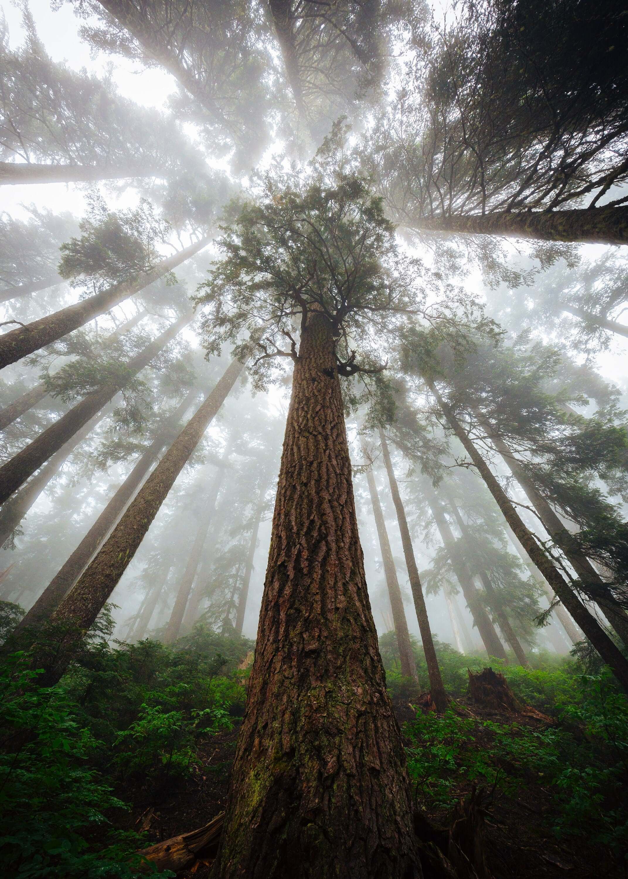 Photo from below the base of redwood tree.