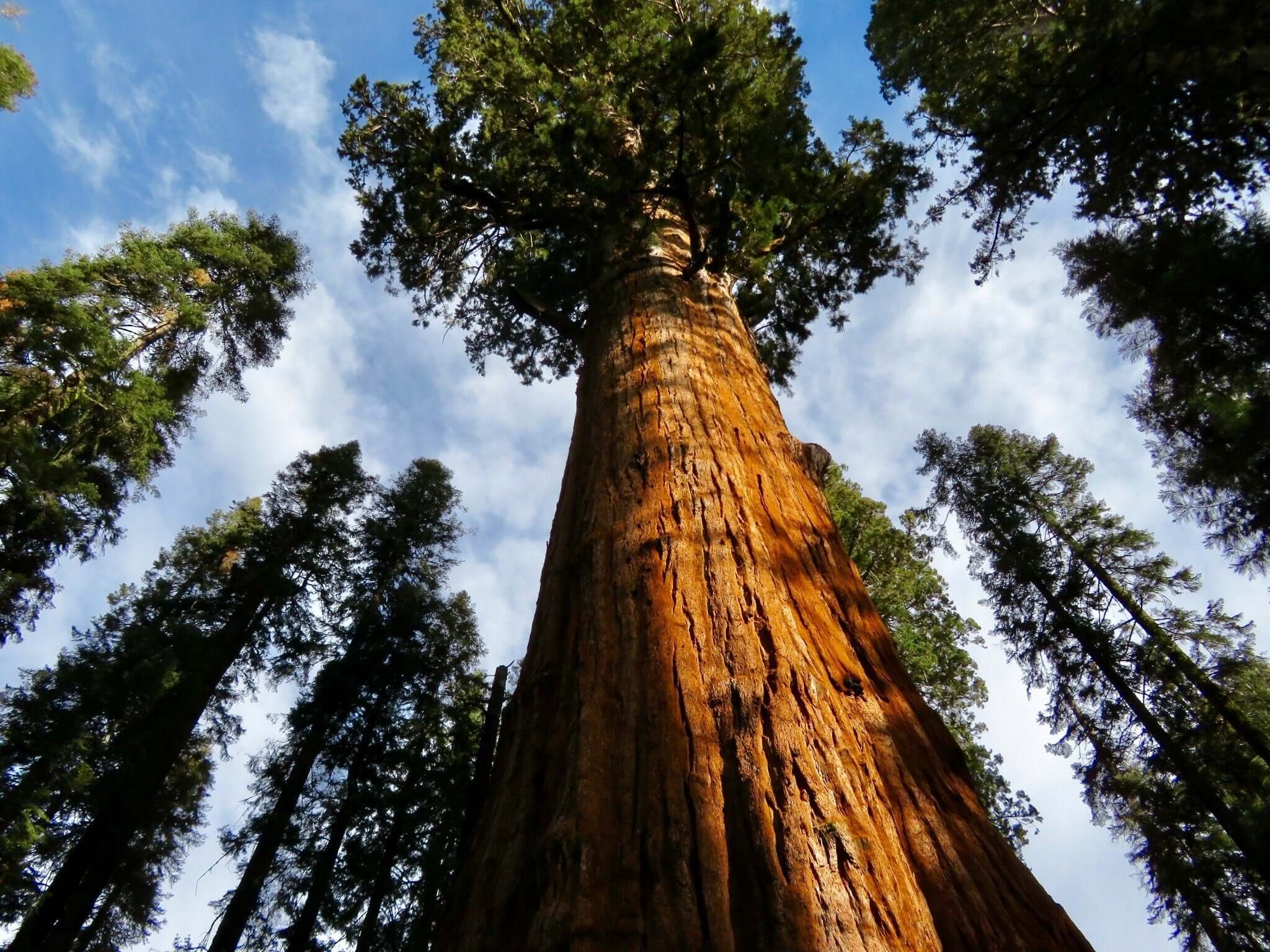 Photo looking of at redwoods.