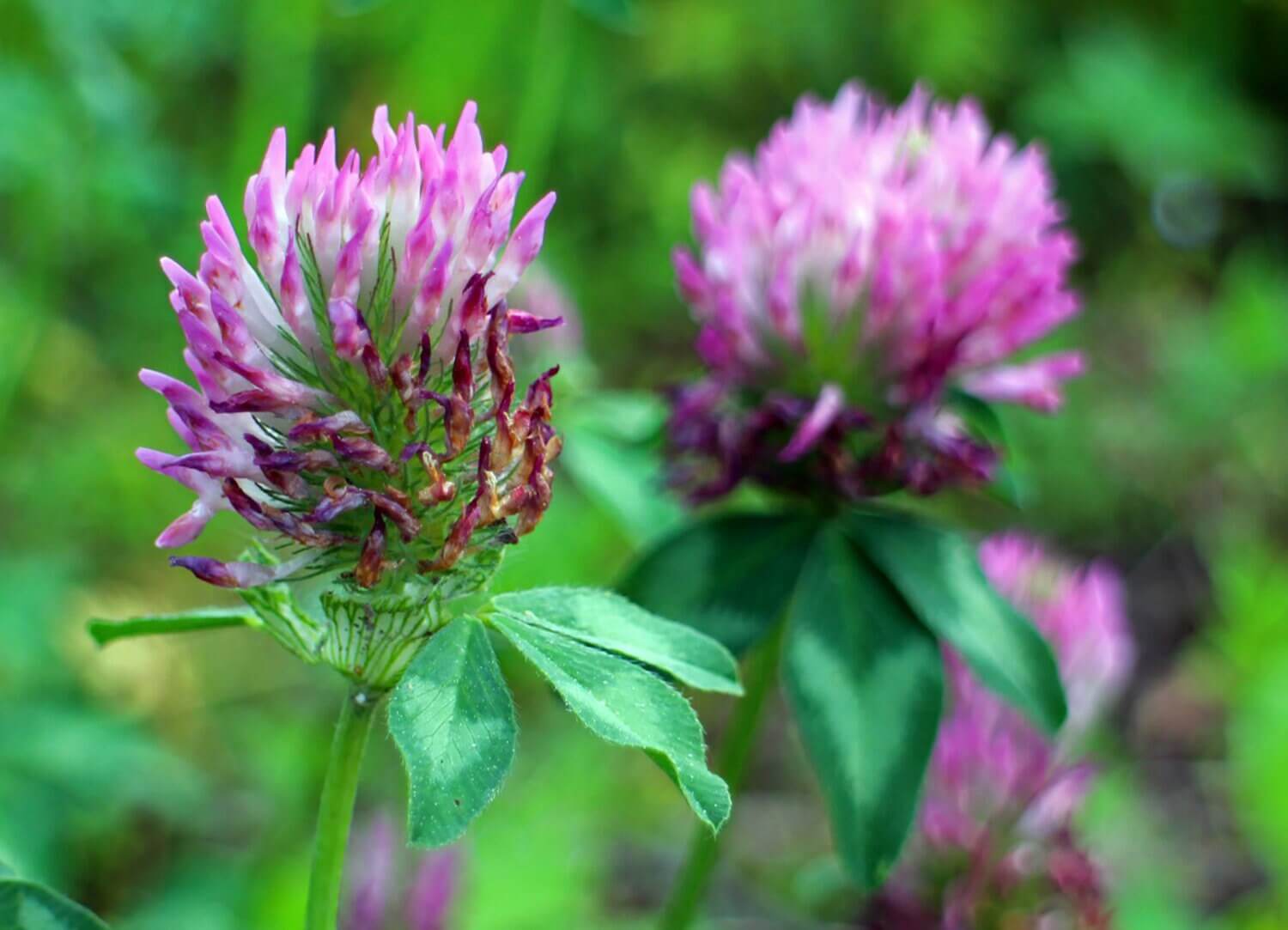 Fresh Red Clover Blossoms growing in a rich environment, highlighting the vibrant purple petals and green leaves of Sacred Plant Co&