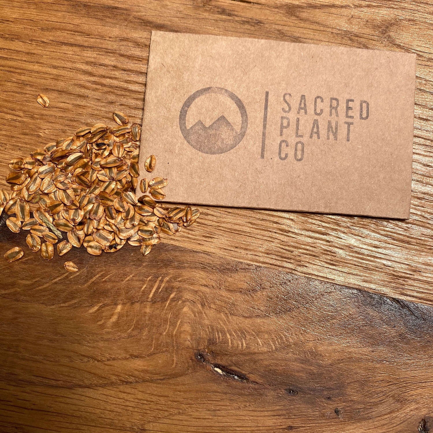Detailed close-up of Giant Sequoia seeds alongside Sacred Plant Co&