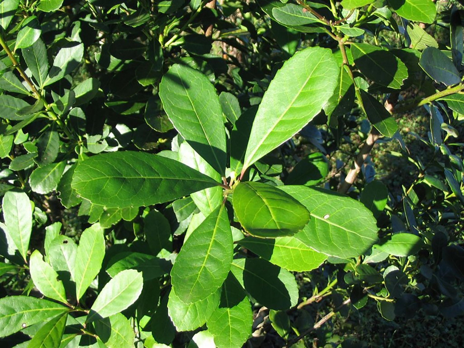 Fresh Yerba Santa Leaves on a thriving green plant, showcasing vibrant, healthy foliage. Premium quality grown by Sacred Plant Co.