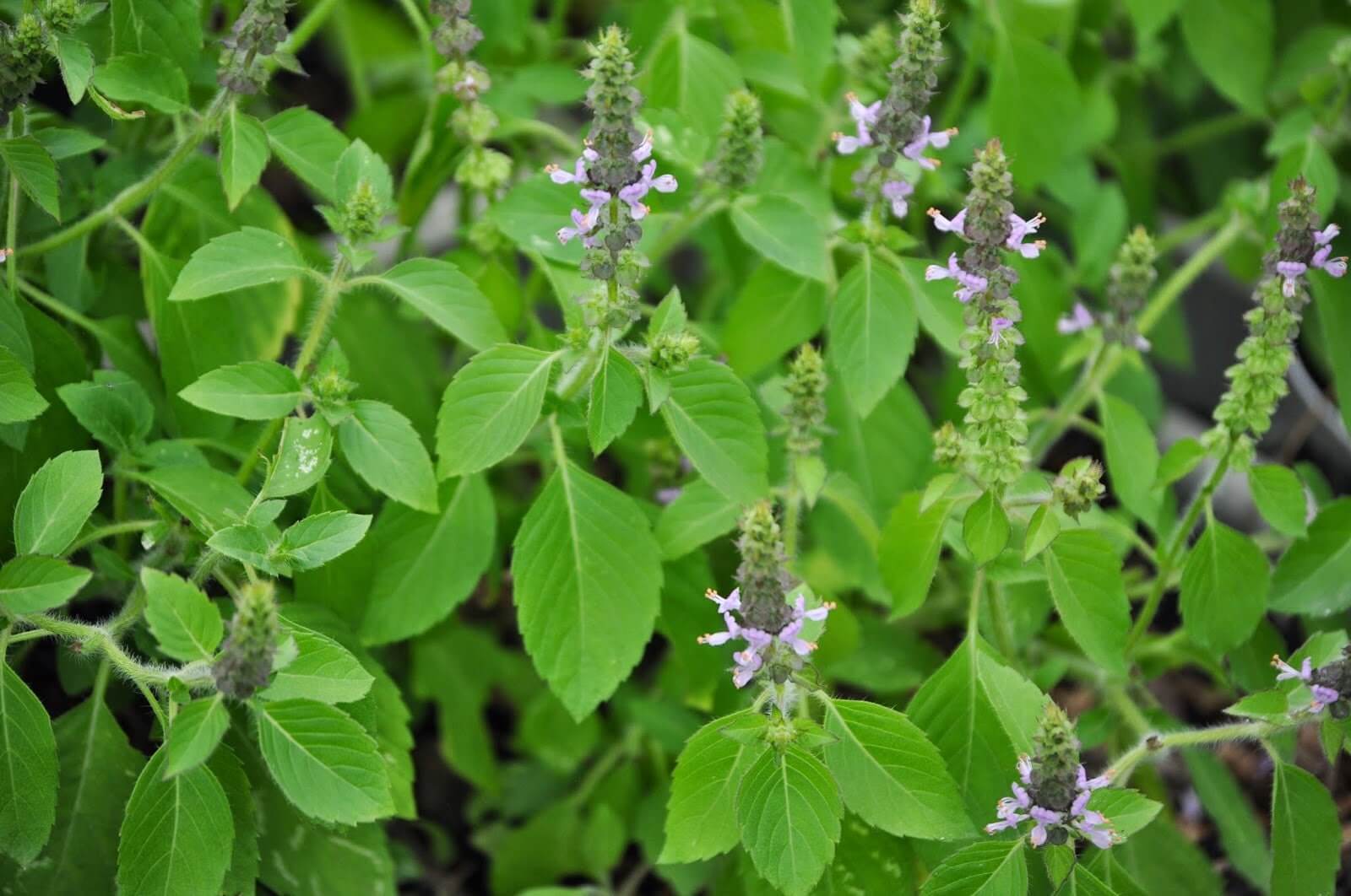 Sacred Plant Co healthy Tulsi Herb with lush green foliage and blooming purple flowers, growing in a natural and soil enriched environment.