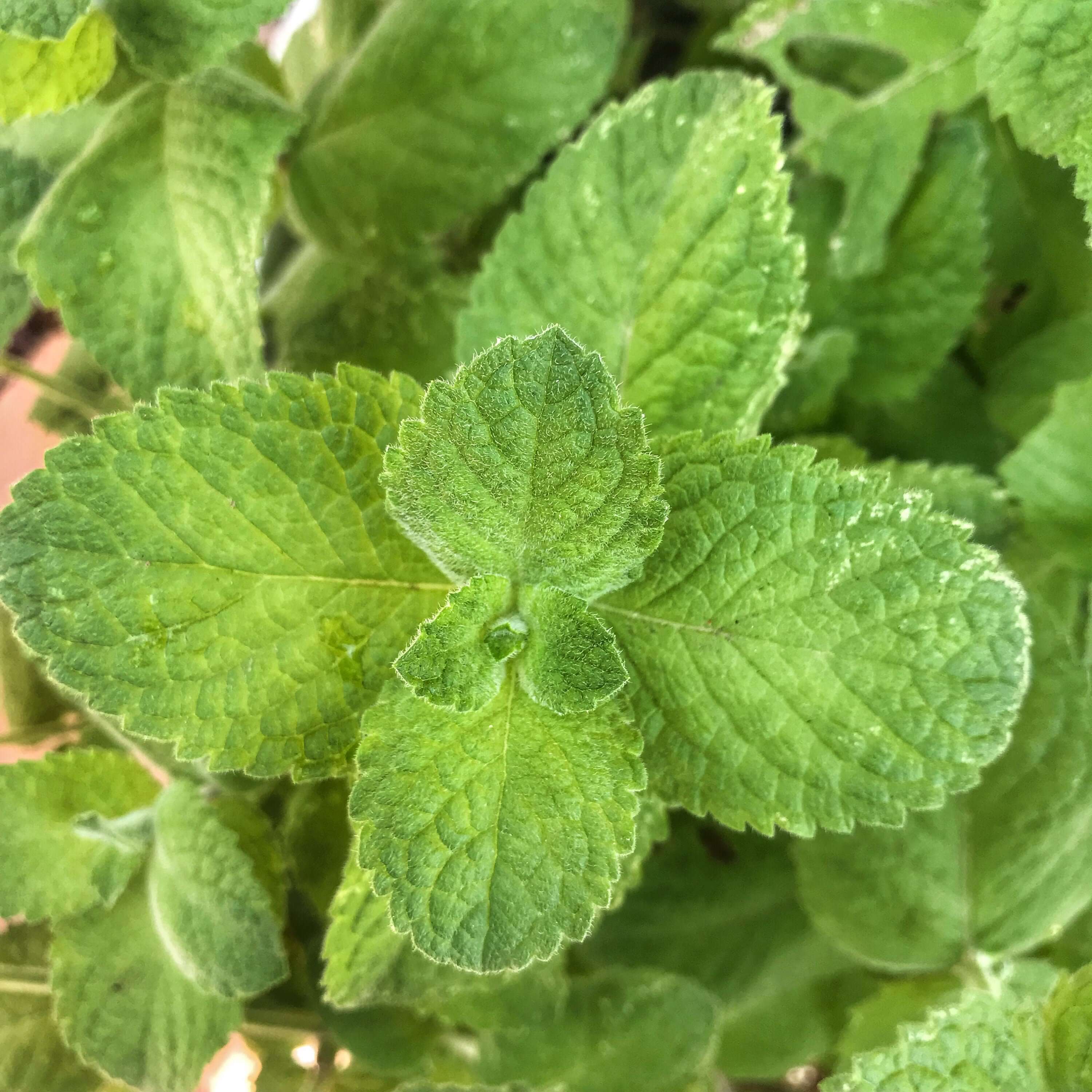 Lush, healthy Spearmint plants with rich green foliage, grown in optimal conditions for premium quality by Sacred Plant Co.