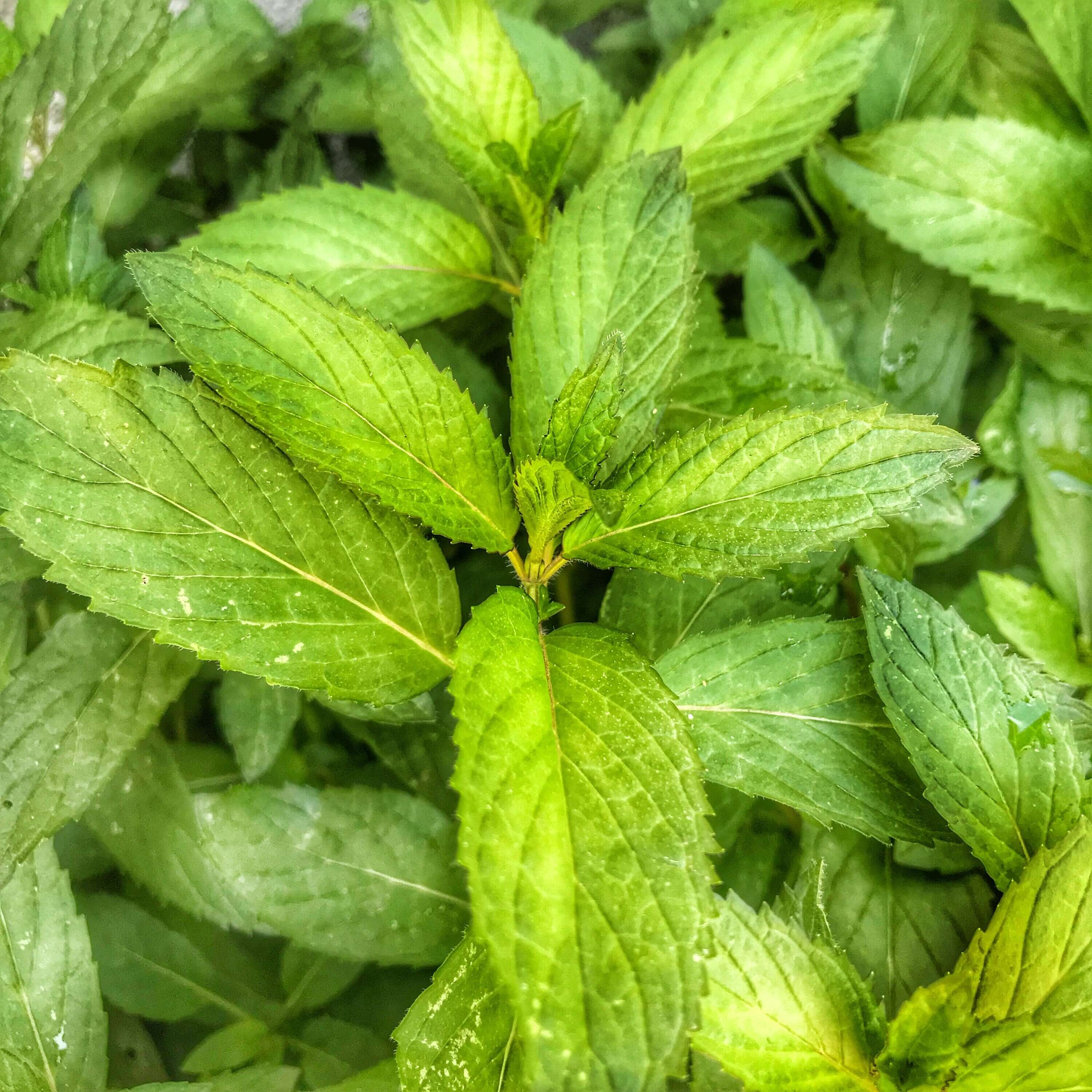 Organic Peppermint Leaves bursting with freshness, grown in healthy, fertile soil for maximum herbal potency and quality at Sacred Plant Co.