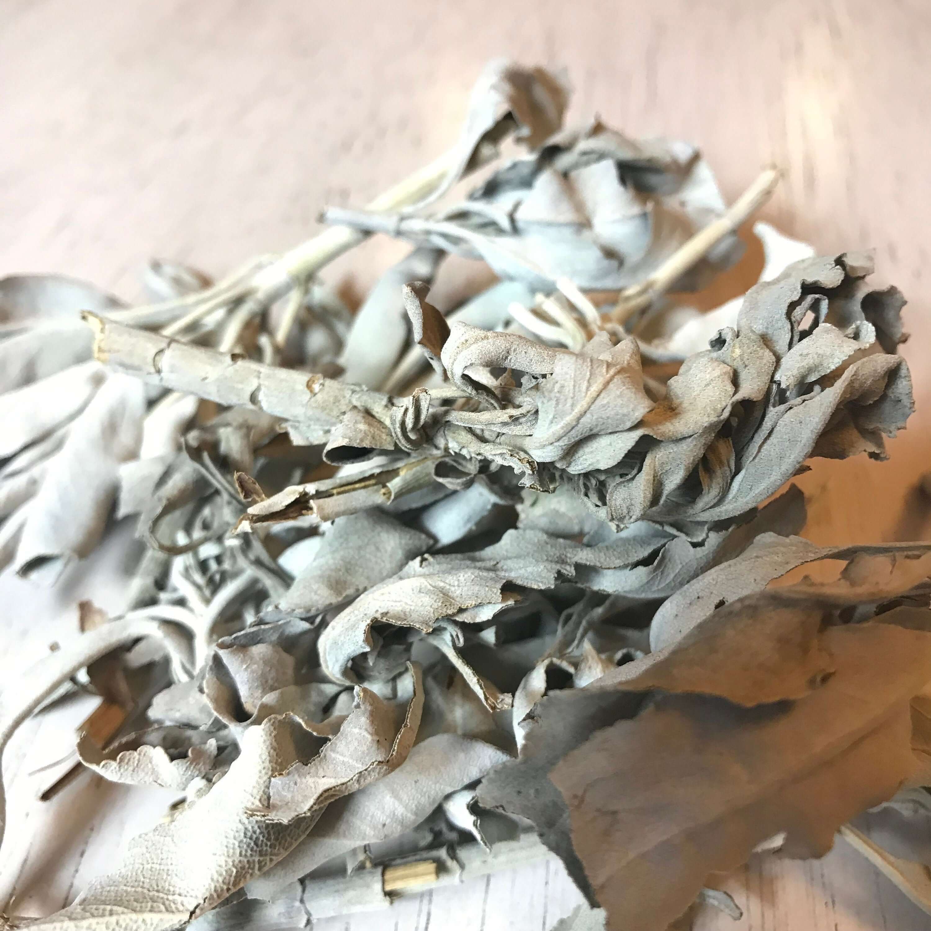 Premium White Sage bundle from Sacred Plant Co, featuring silvery, velvety leaves and fine texture on a pale wood background.