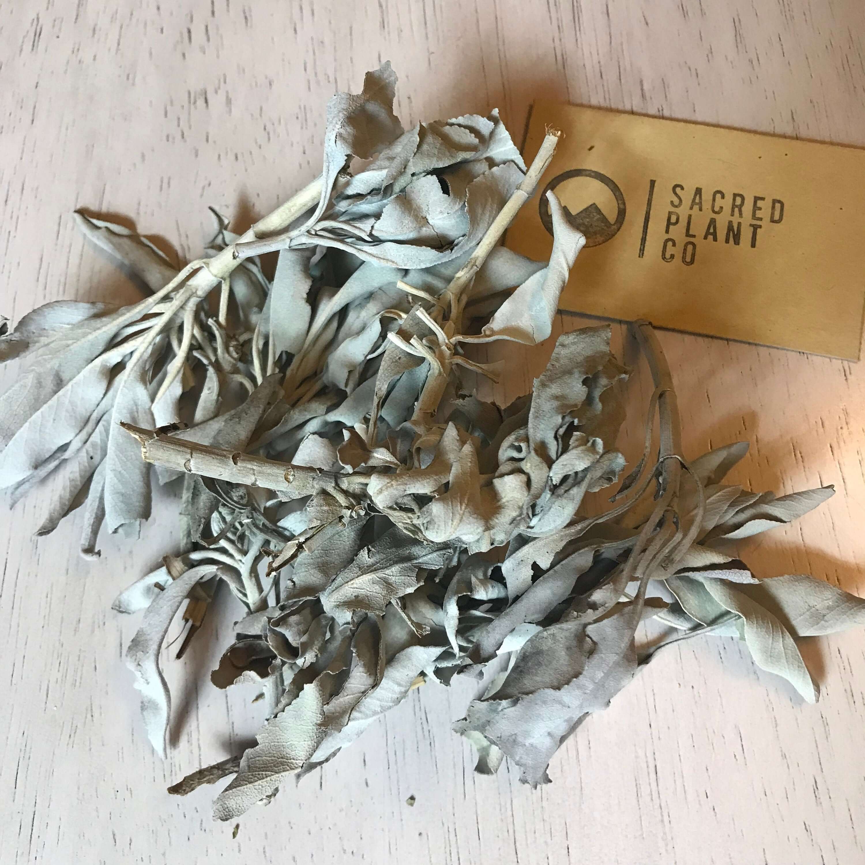 Sacred Plant Co White Sage bundle with pale gray leaves, soft to the touch, and finely textured, presented on a smooth wooden surface.