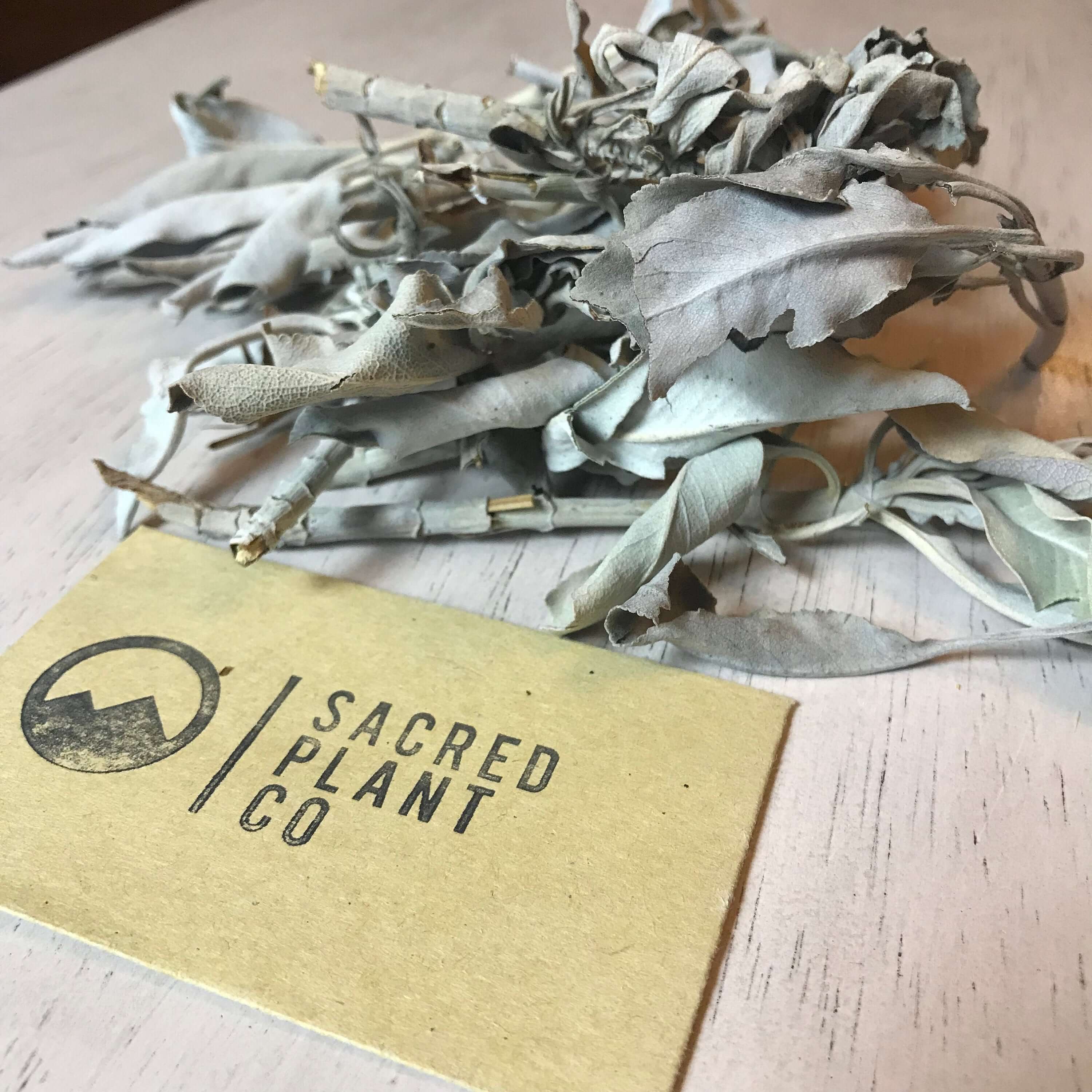 Dried White Sage with soft, silvery-gray leaves from Sacred Plant Co, showcasing a delicate texture on a light wooden surface.