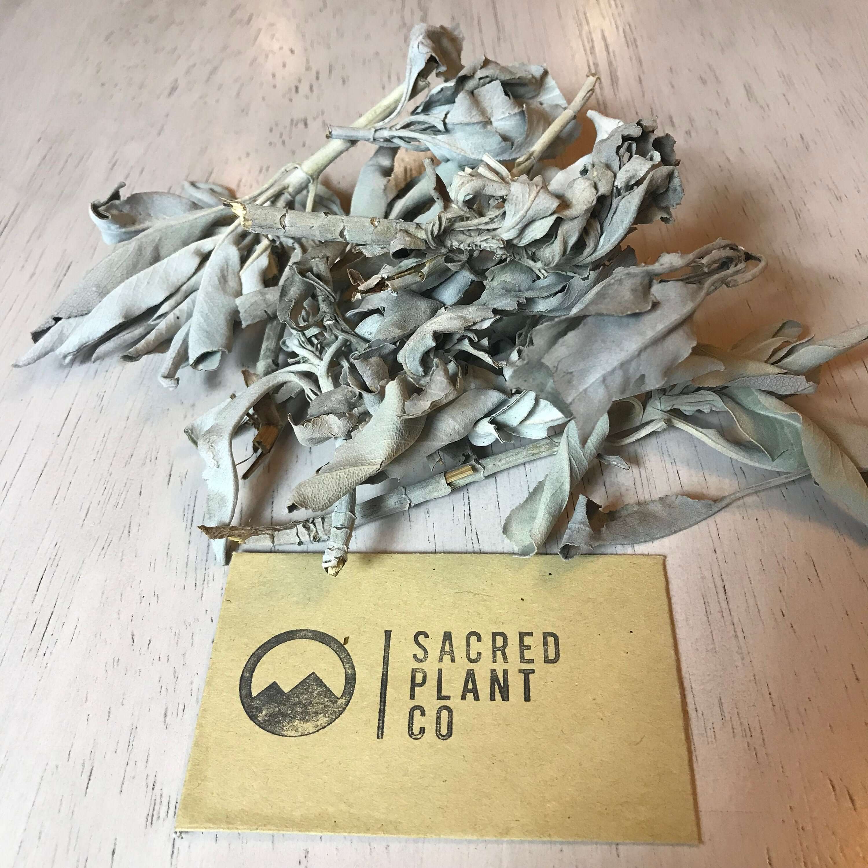 Premium White Sage from Sacred Plant Co, displaying soft, silvery-green leaves with a feathery texture, laid on a light wooden table.