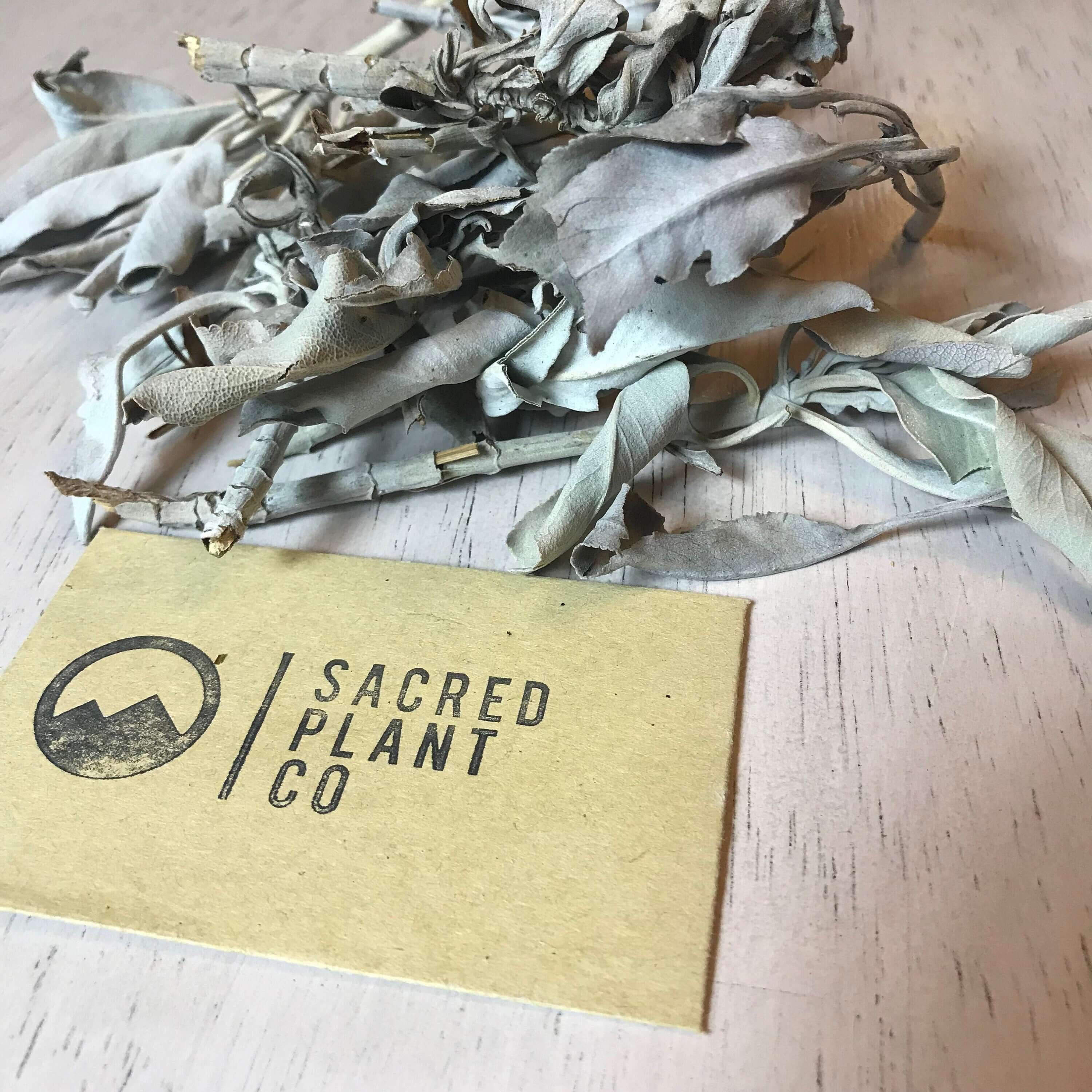 High-quality White Sage with soft, silver-gray leaves and a slightly brittle texture, next to Sacred Plant Co&