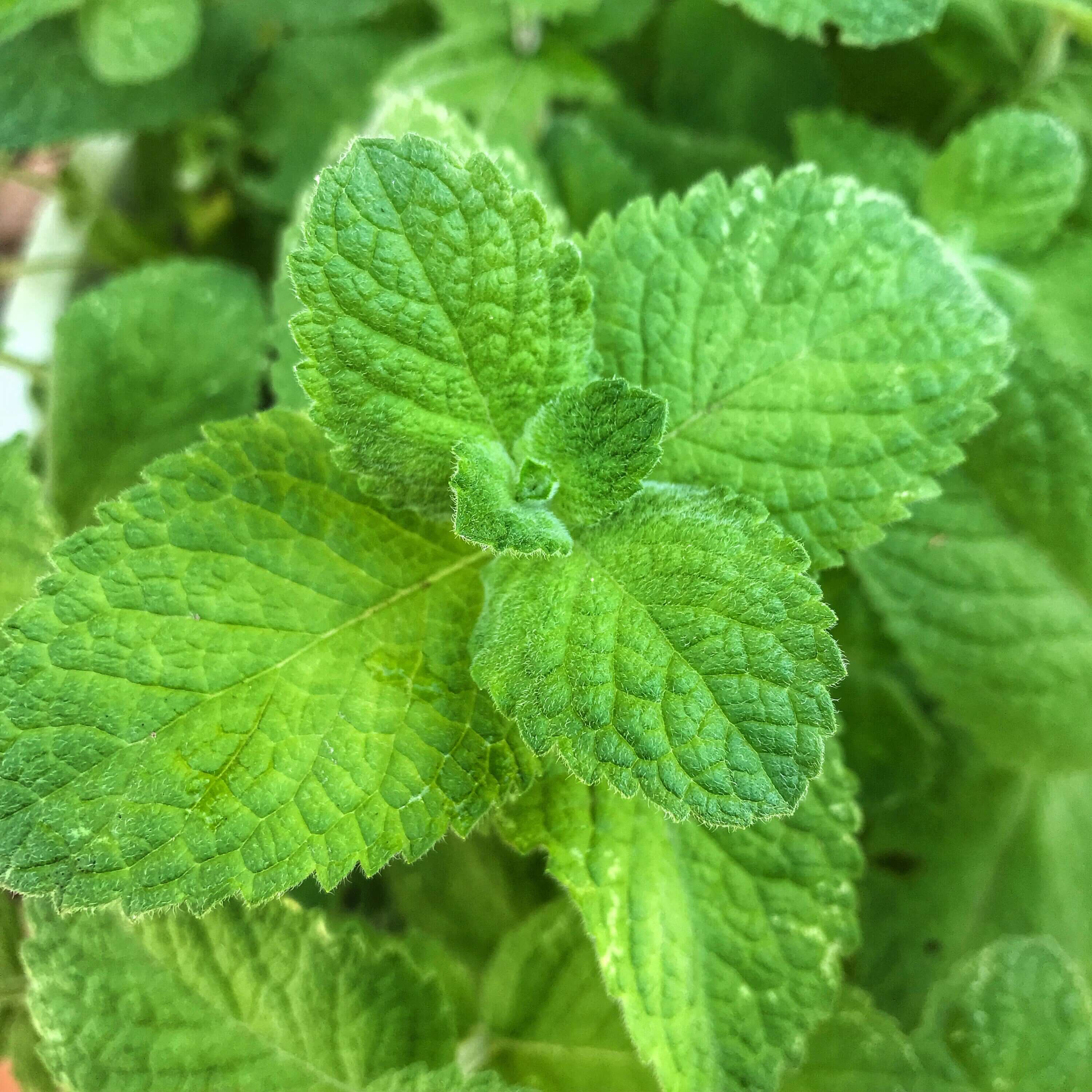 Organic Spearmint Leaves captured in Sacred Plant Co, very vibrant detail, emphasizing the herb’s freshness and natural quality.