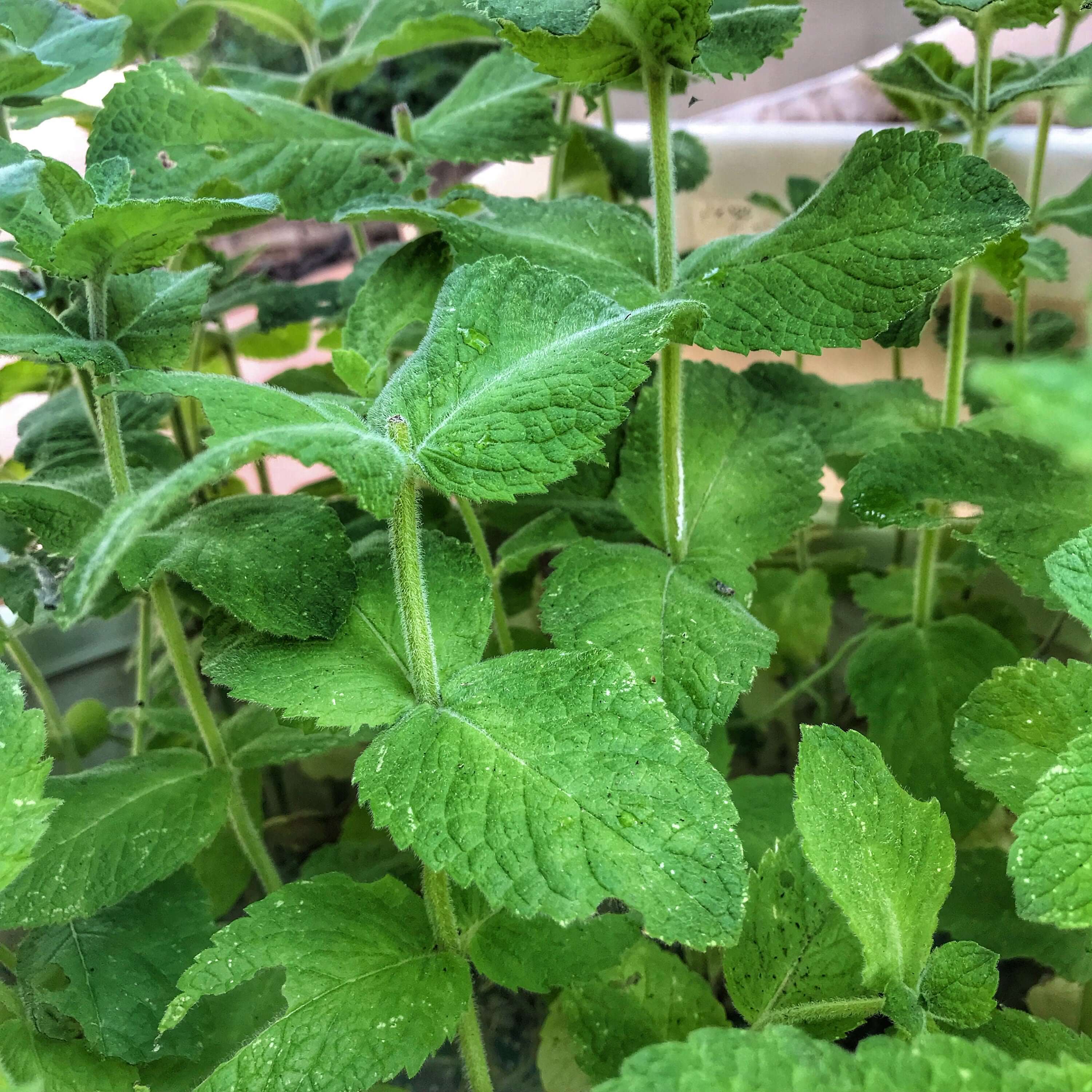 Fresh Spearmint Leaves growing vibrantly, with lush green color and soft texture, highlighting Sacred Plant Co’s premium quality herbs.