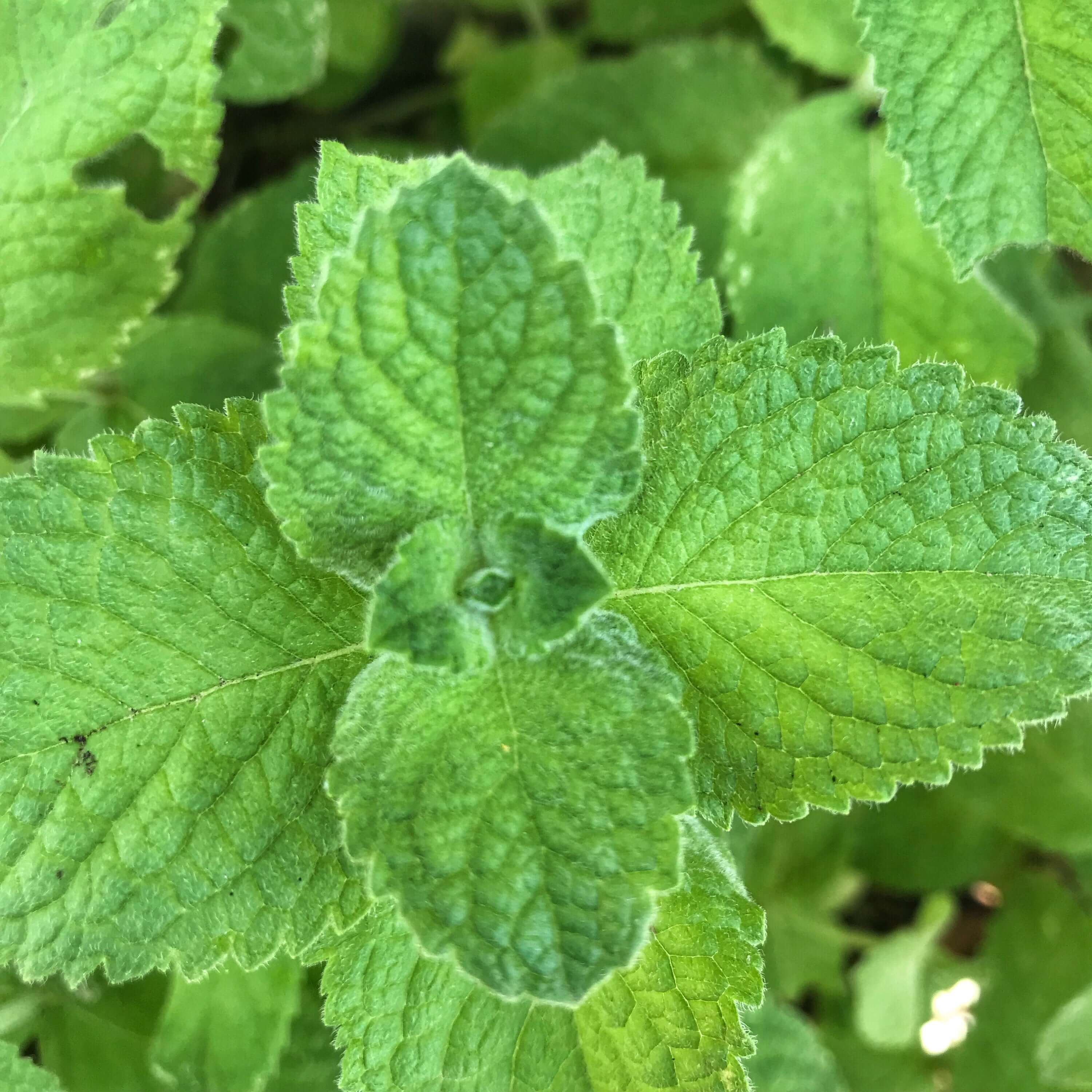 Close-up of organically grown at Sacred Plant Co, Spearmint Leaves, showcasing vibrant greenery and crisp freshness in a natural garden setting.