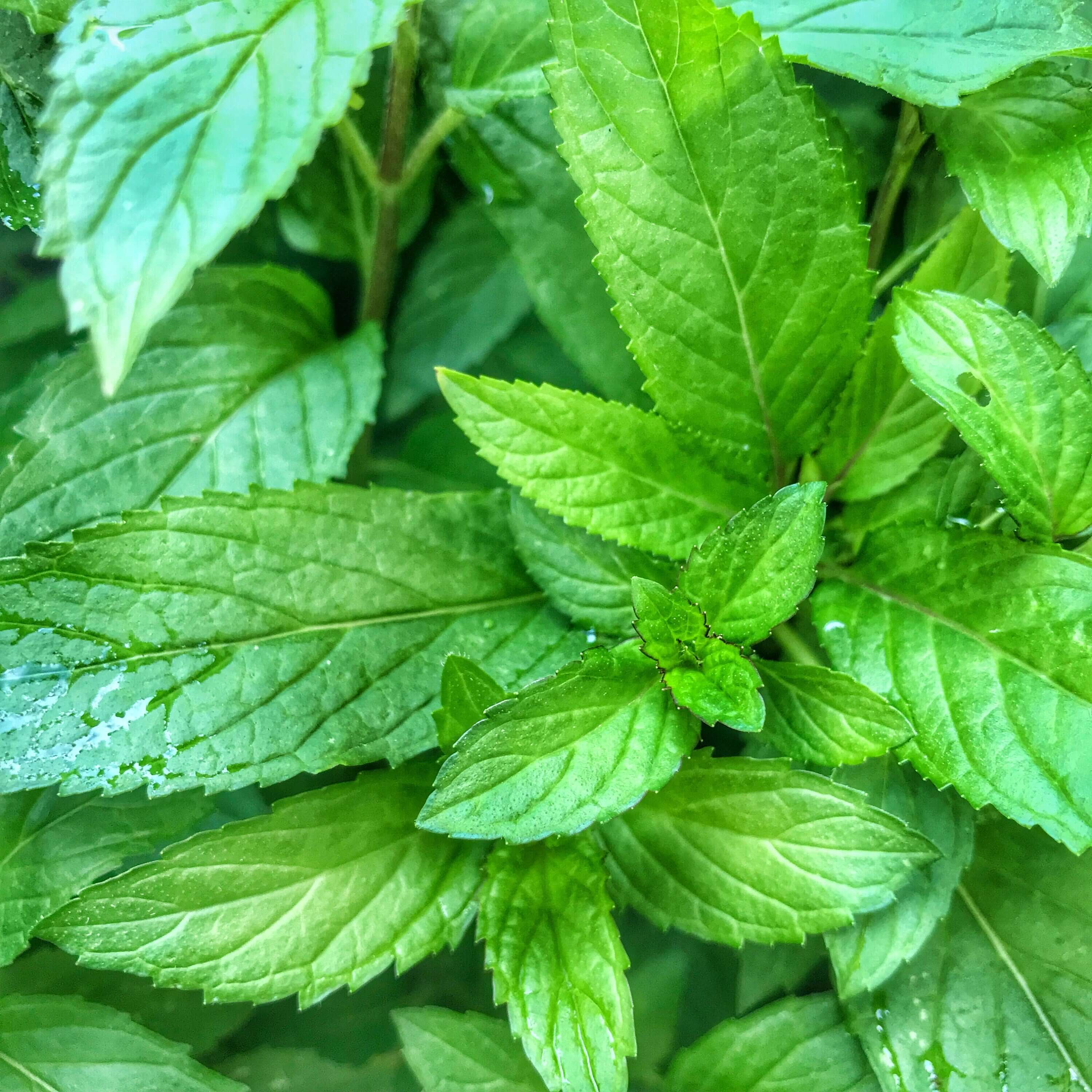 Bright green Peppermint Leaves growing in an organic garden at Sacred Plant Co, showcasing their freshness and vitality.