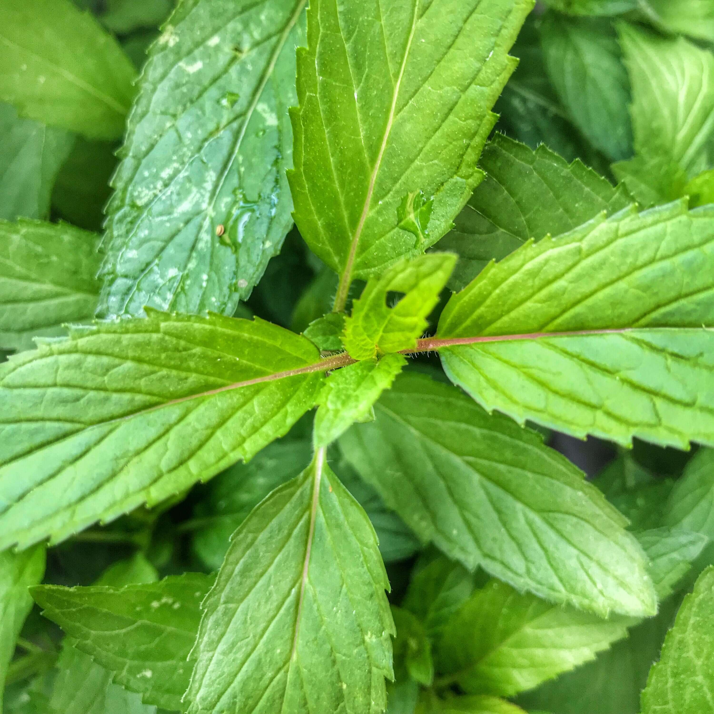Fresh, high-quality Peppermint Leaves grown at Sacred Plant Co in nutrient-rich soil, thriving in a vibrant, organic garden environment.