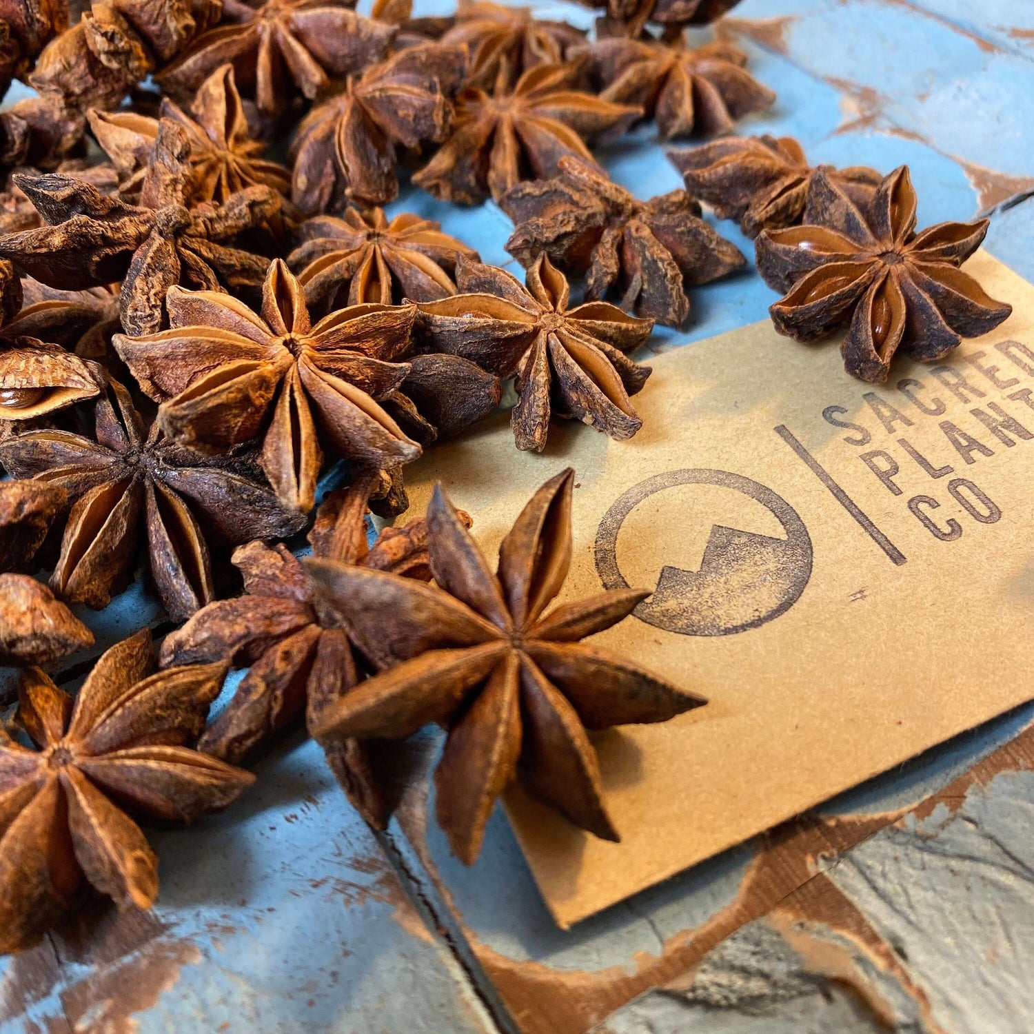 High-quality Star Anise pods by Sacred Plant Co, displayed on natural blue wood, emphasizing intricate star shape and dried texture, highlighting logo brand on the side.