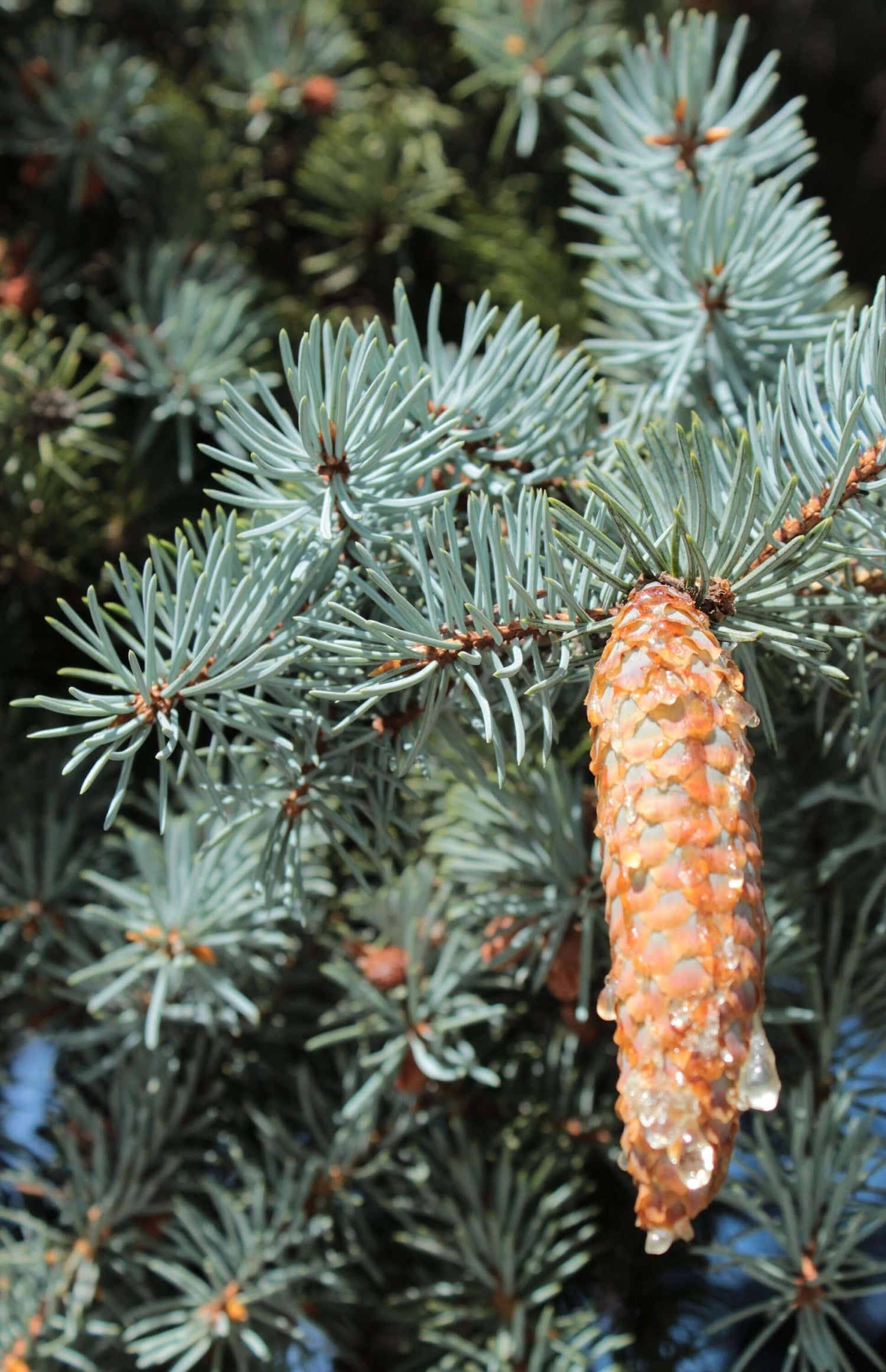 Close-up blue spruce pine-cone.