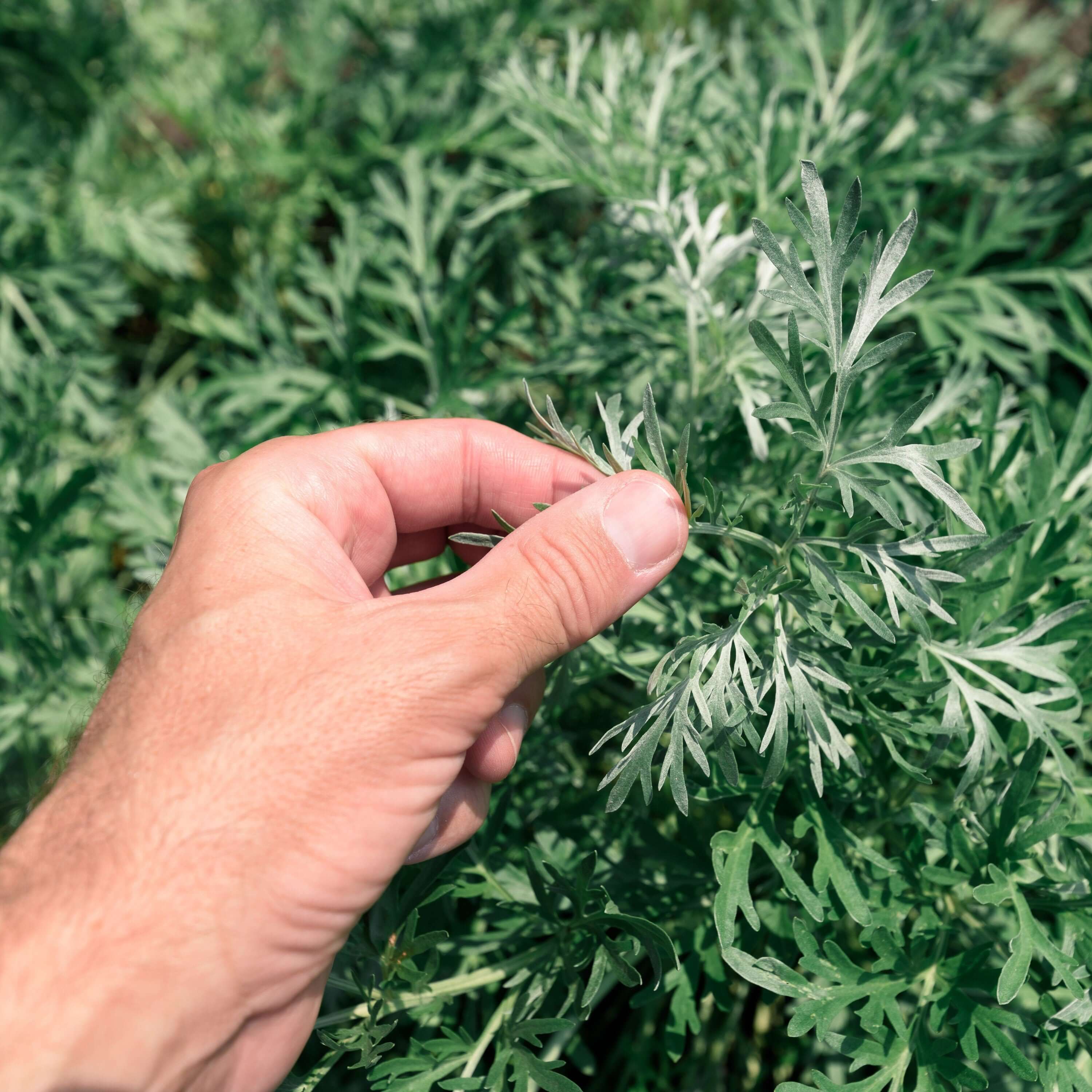 Hand picking premium-quality Sacred Plant Co Wormwood Herb with silver-green textured leaves, showcasing natural freshness in rich Colorado land.