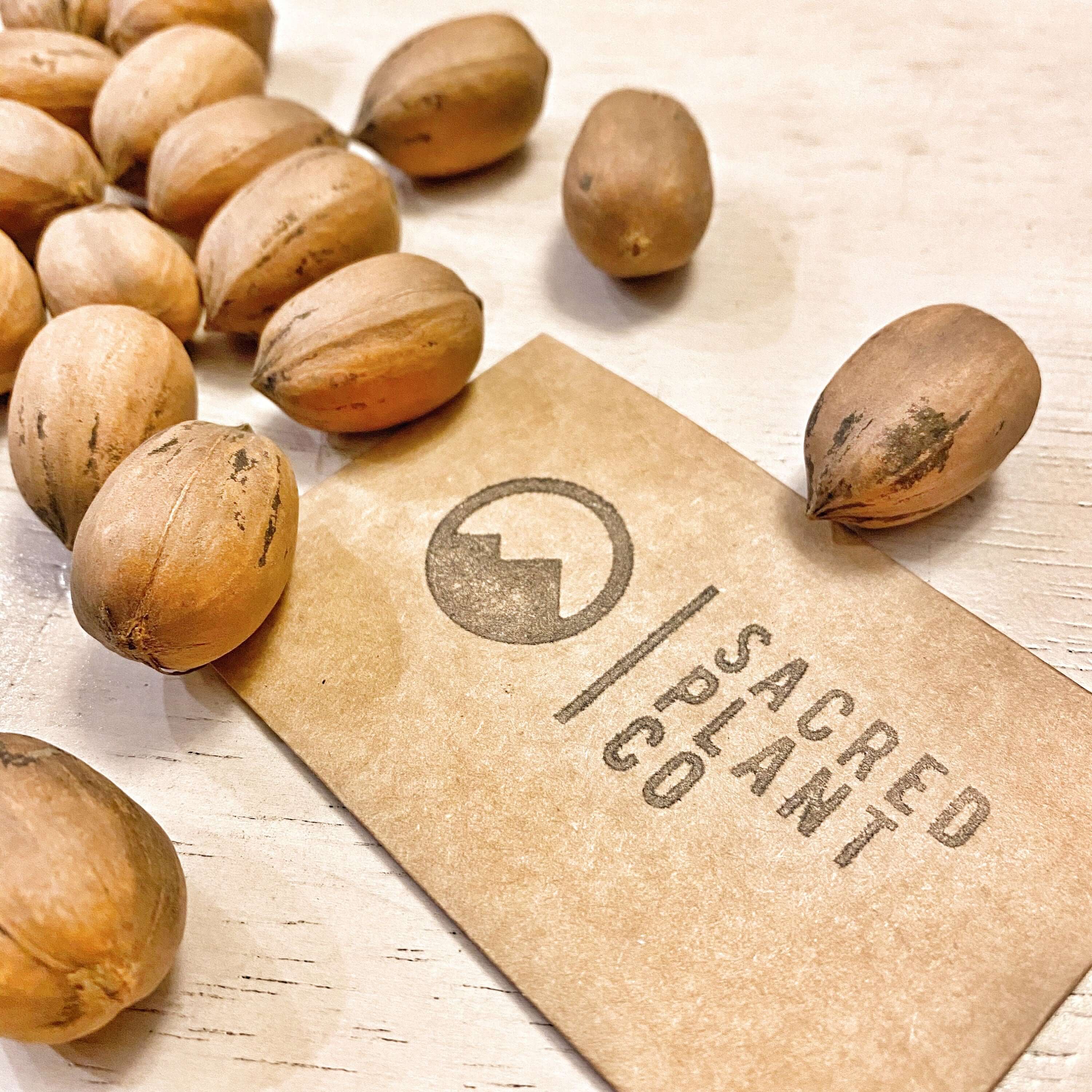 Pecan Tree Seeds | Carya illinoensis Tree Seeds | Pecan Nut Tree | Pecan Nut Tree Seeds