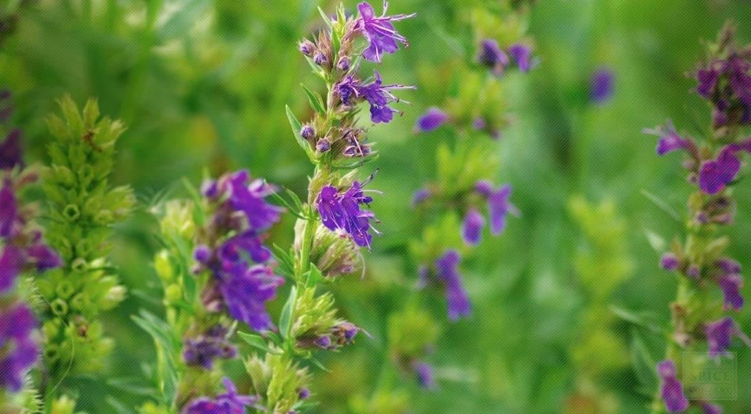 Close-up of vibrant Hyssop Flowers, showcasing the herb&