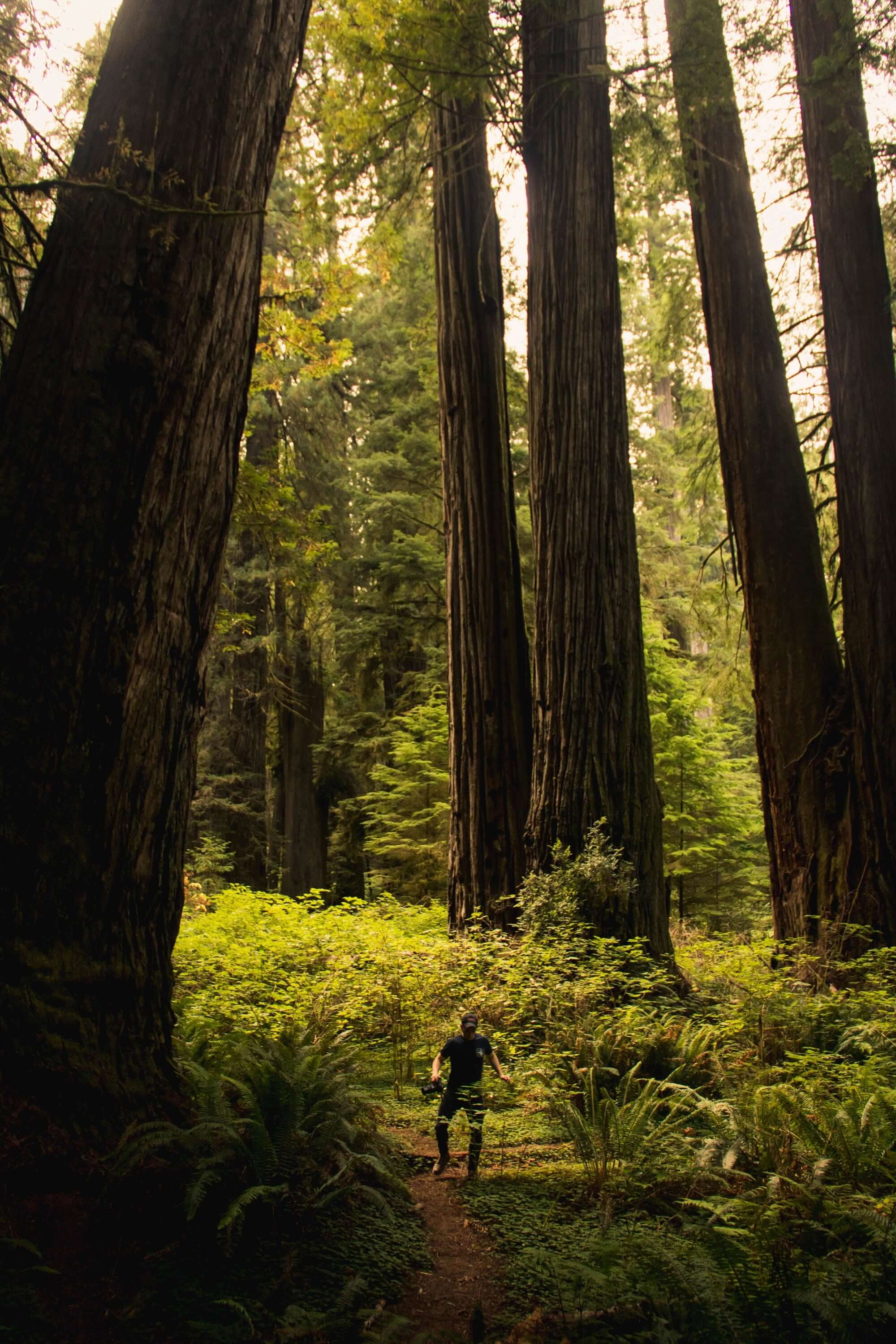 Photo of man walking below giant redwoods.