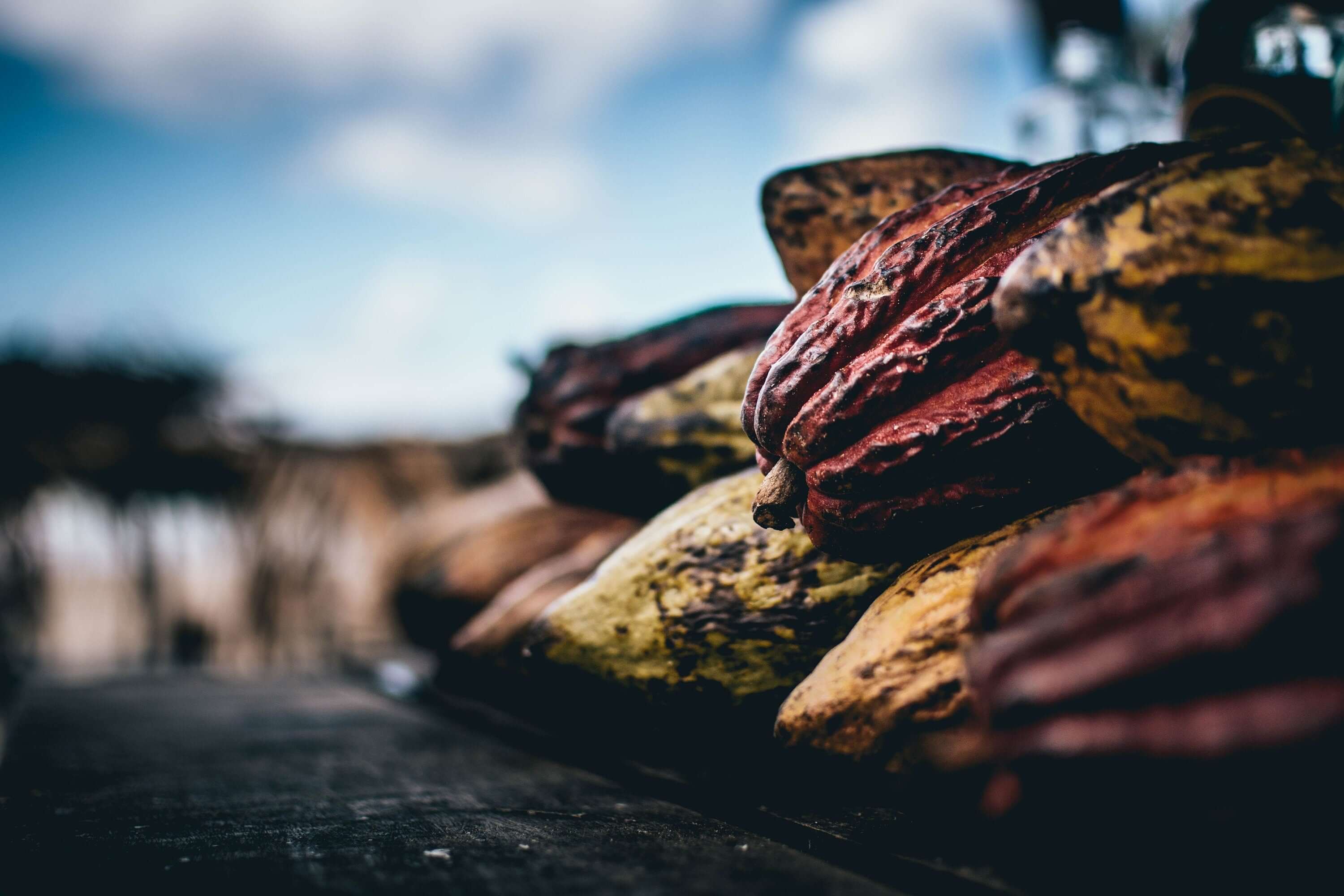 Cacao pods in multiple shade ranges resting on a surface, highlighting the natural variety and quality of Sacred Plant Co’s harvest.