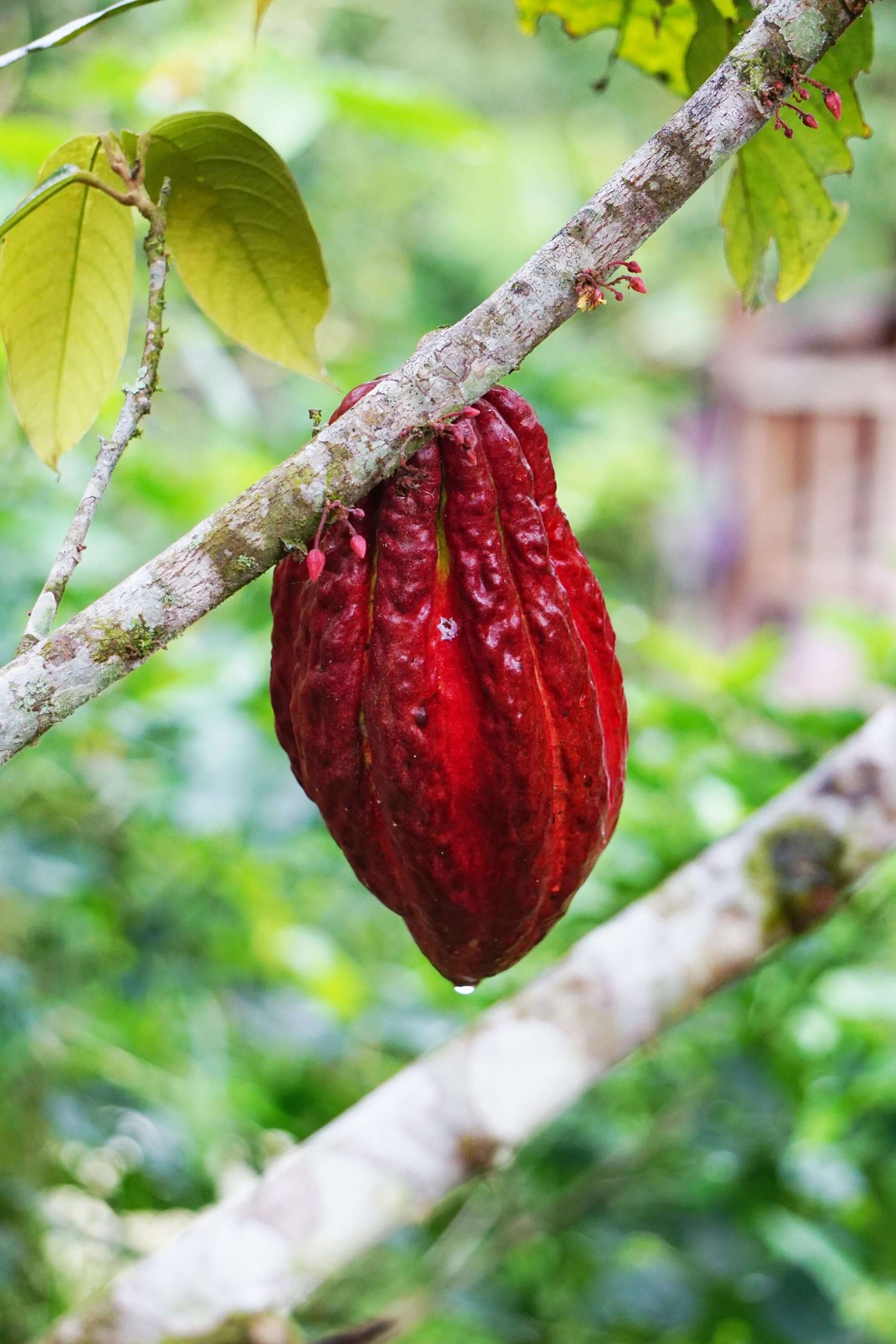 Red Cacao fruit on tree, highlighting the pure and natural cultivation of Sacred Plant Co’s premium Cacao pods.