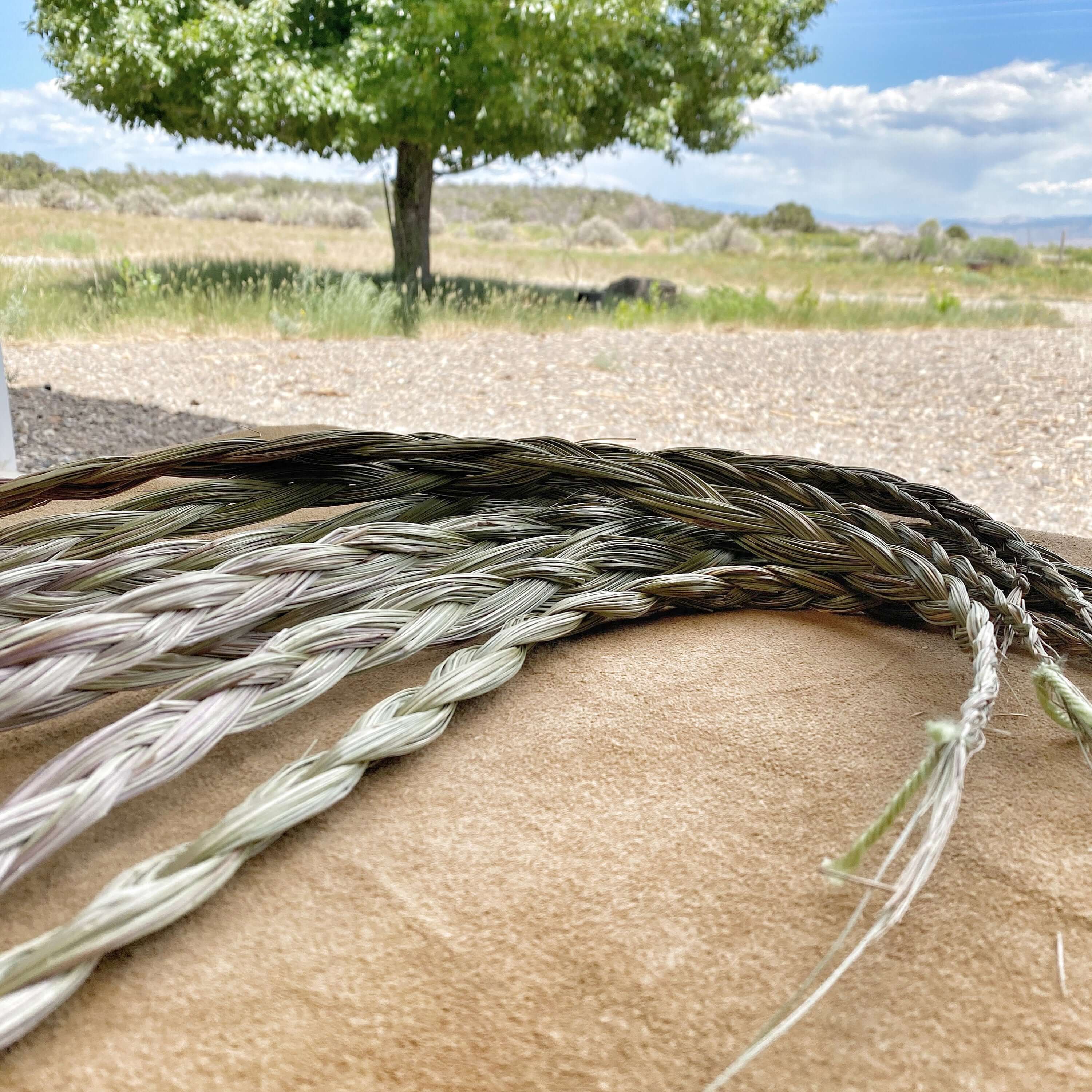A collection of stunning Sweetgrass braids, harvested and woven with care at Sacred Plant Co Farm.