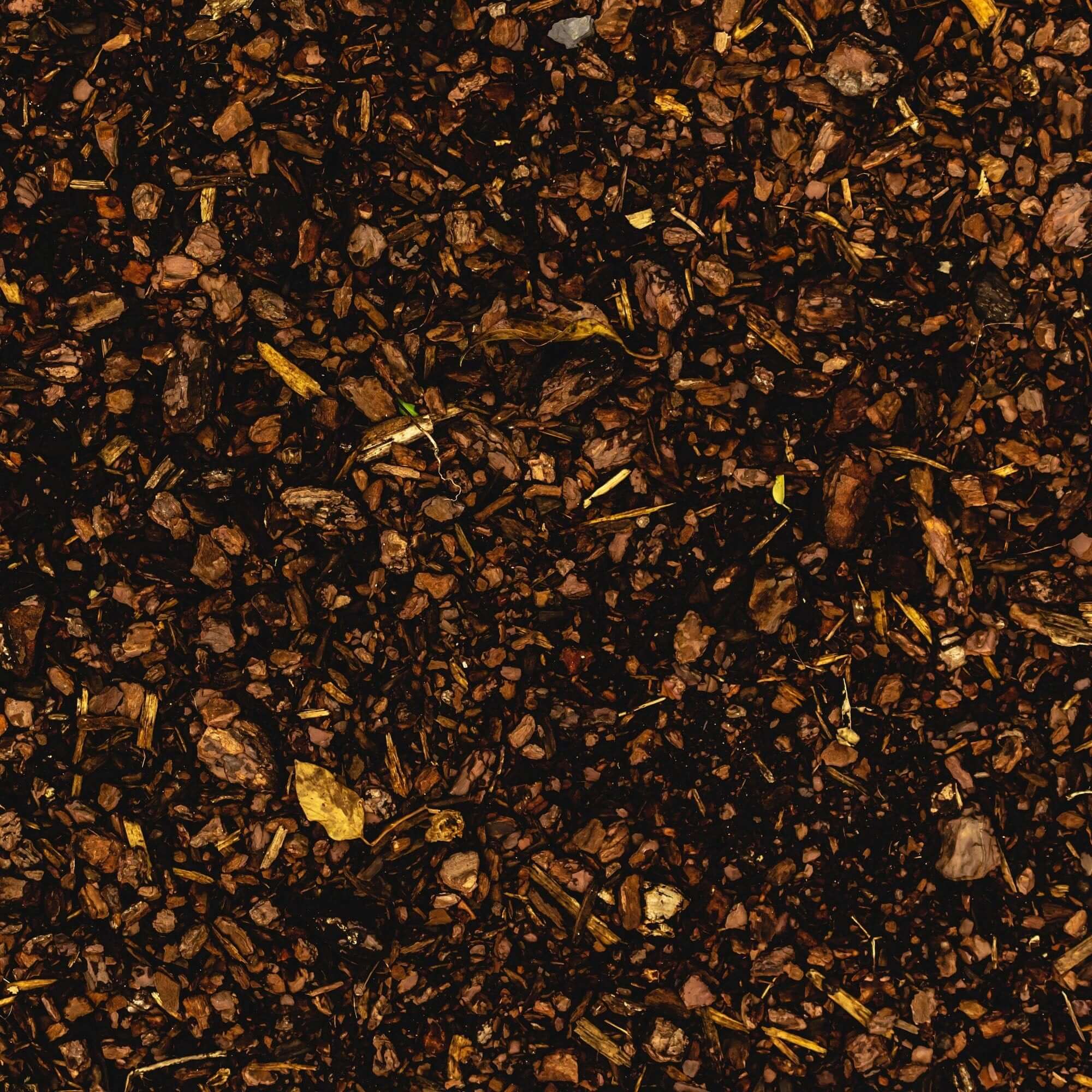 Close-up of Sacred Plant Co&