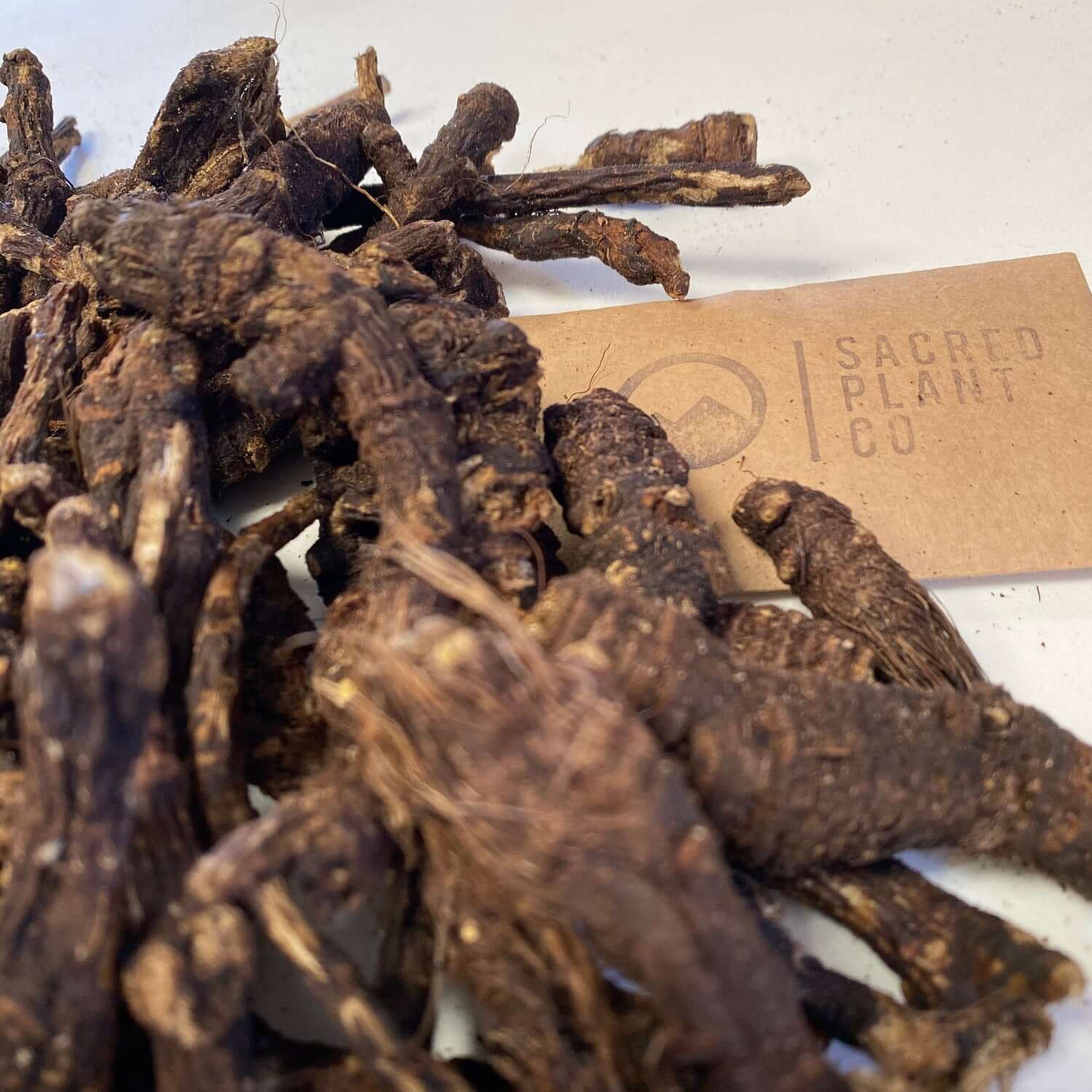 Freshly harvested Osha Root, dark and twisted with fibrous strands, highlighting the premium herbs from Sacred Plant Co.