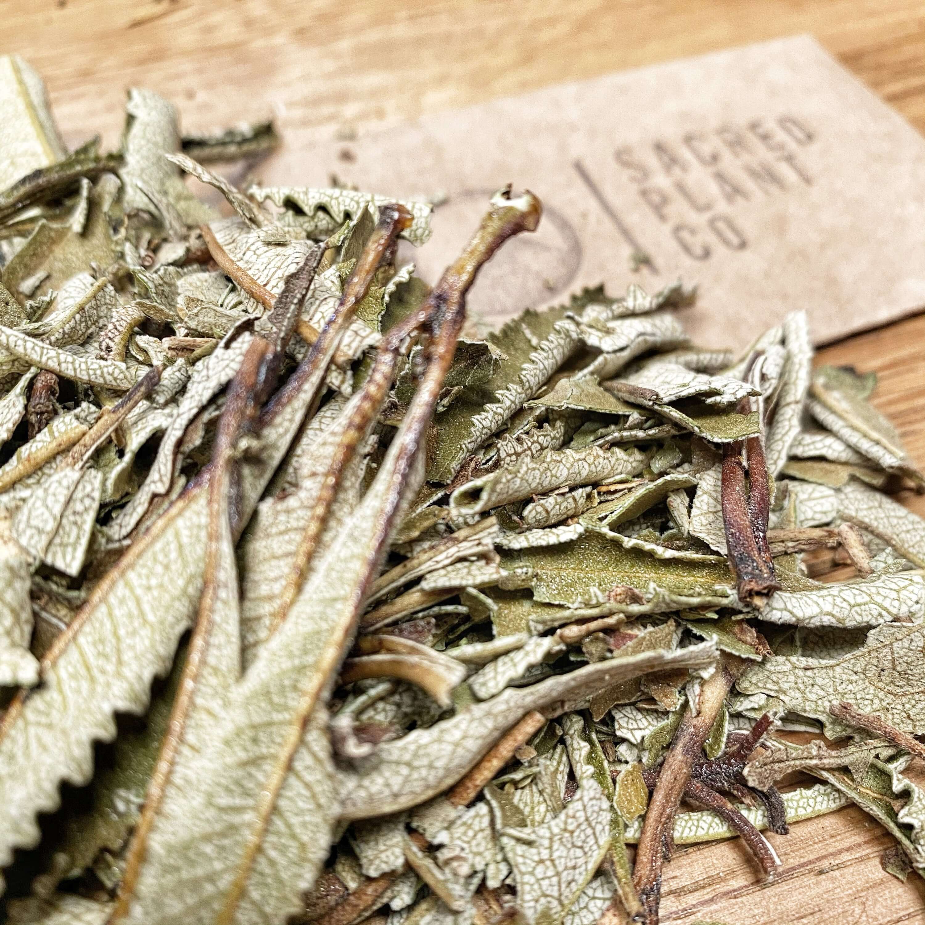 Close-up of Yerba Santa Leaf from Sacred Plant Co on a natural wood background. The textured green leaves create a rustic aesthetic, showcasing premium quality.