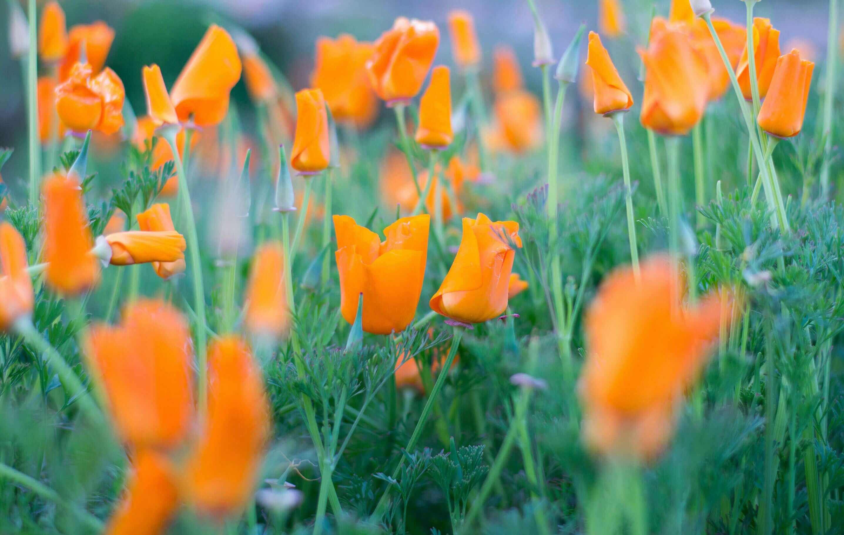 Close-up of vibrant orange California Poppies from Sacred Plant Co, with soft petals, bright color, and lush green background, showcasing natural quality and texture in the natural Colorado fields.