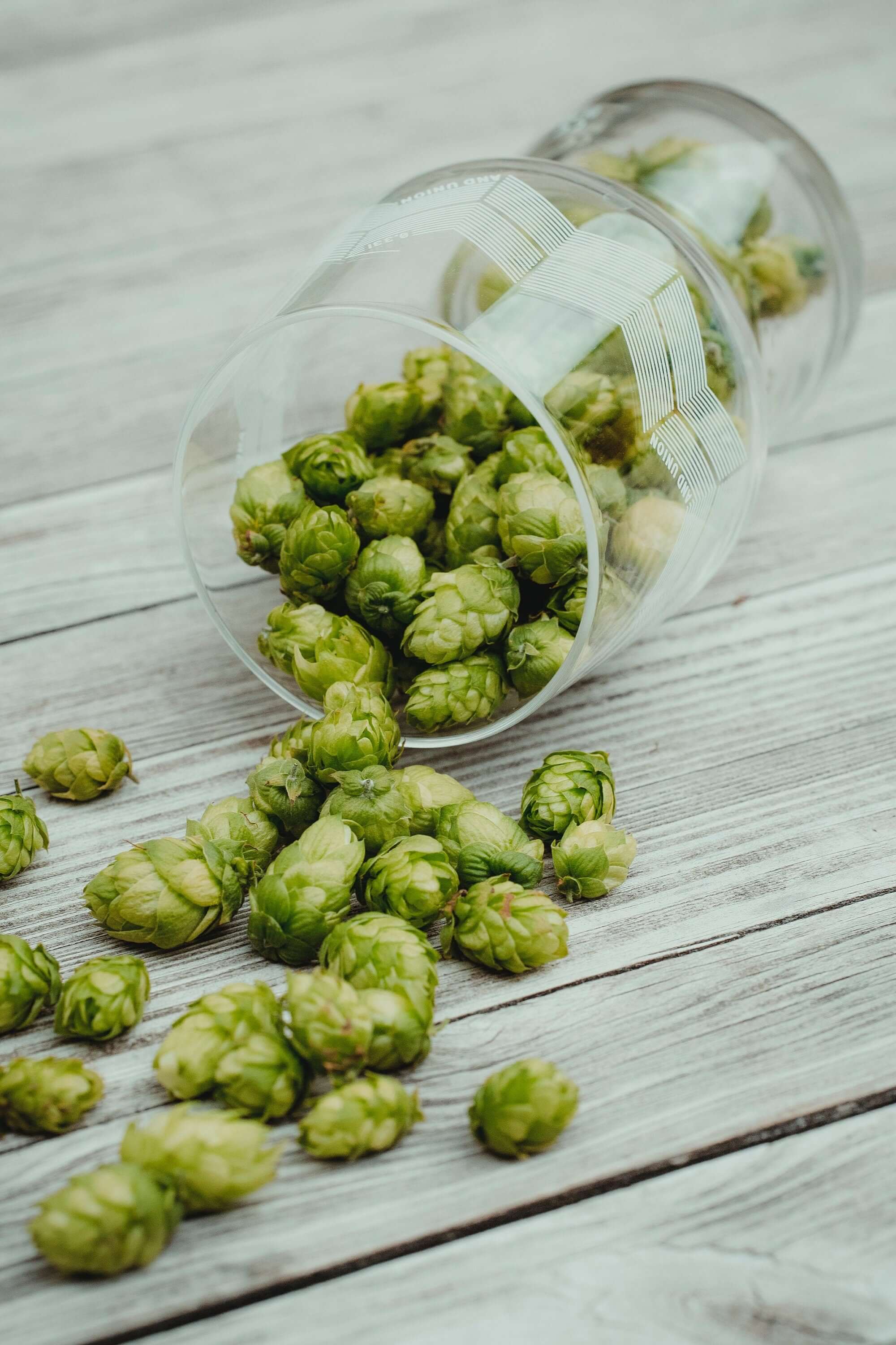 Glass container tipped over with lush Hops cones cascading onto a weathered wooden surface, symbolizing natural abundance for Sacred Plant Co&