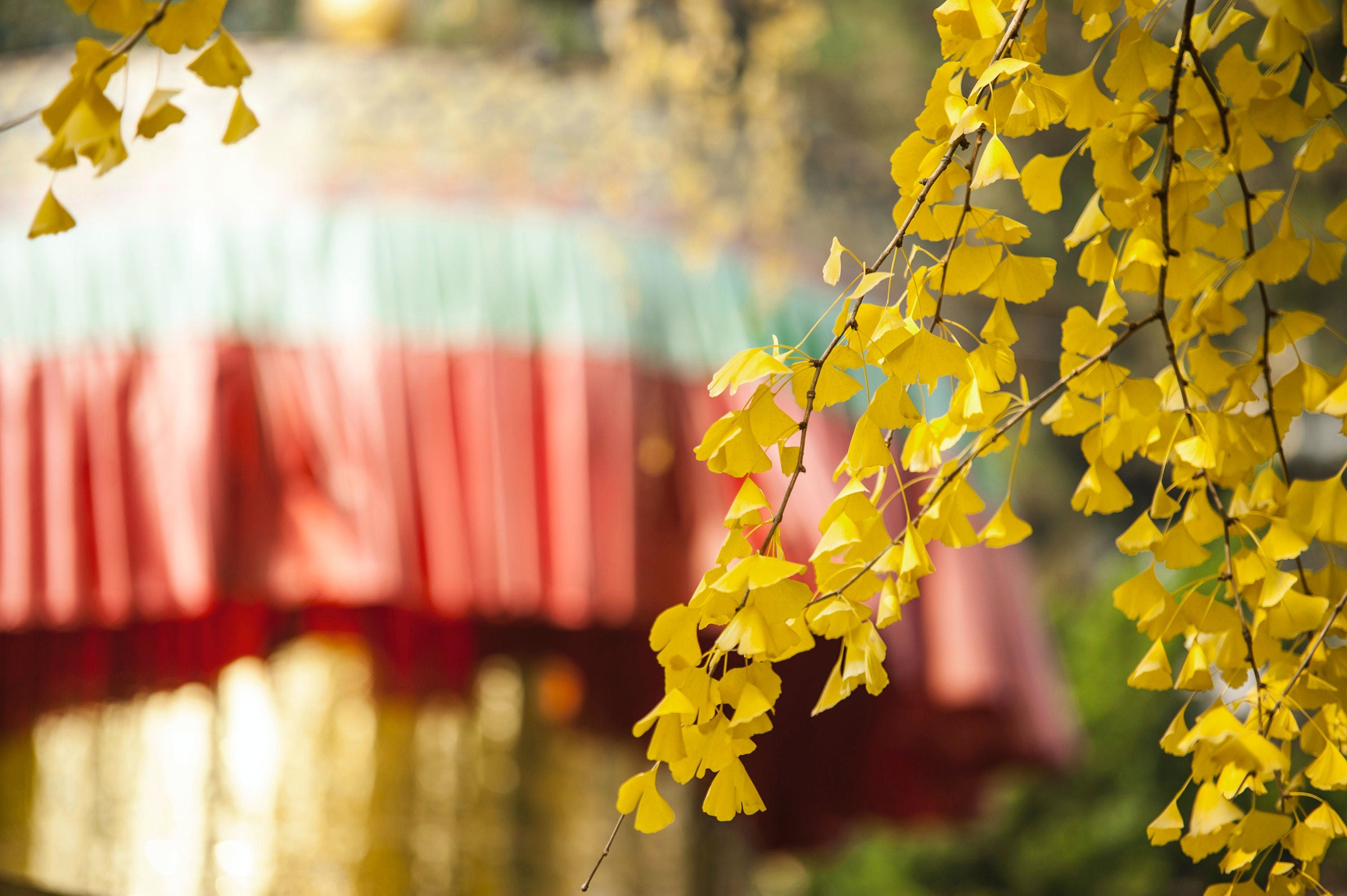 Ginkgo Biloba branch with golden leaves, set against traditional Asian architecture, evoking cultural and natural beauty by Sacred Plant Co.