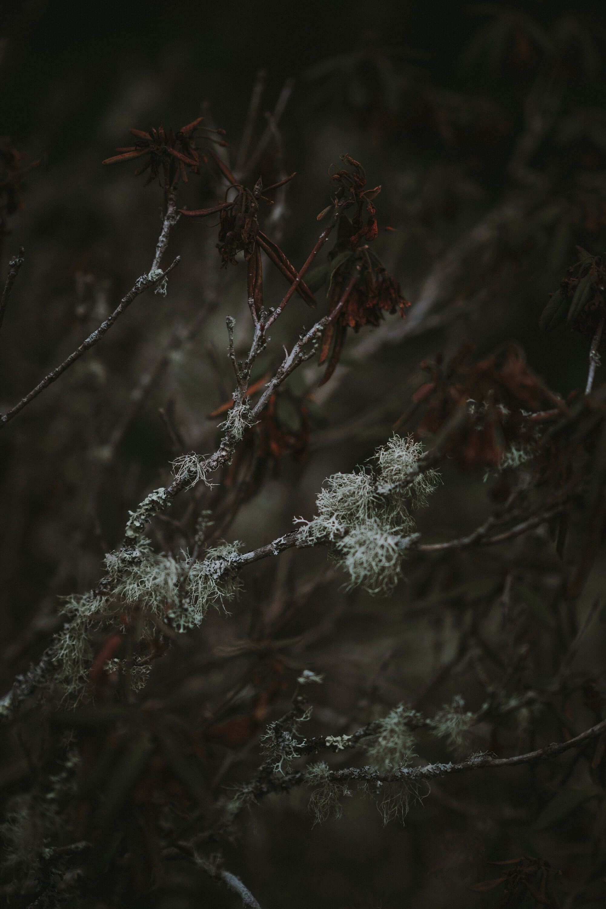 Close-up of Sacred Plant Co Usnea Lichen Herb branches with natural textures and muted green hues, showcasing its organic quality in dark lit background.