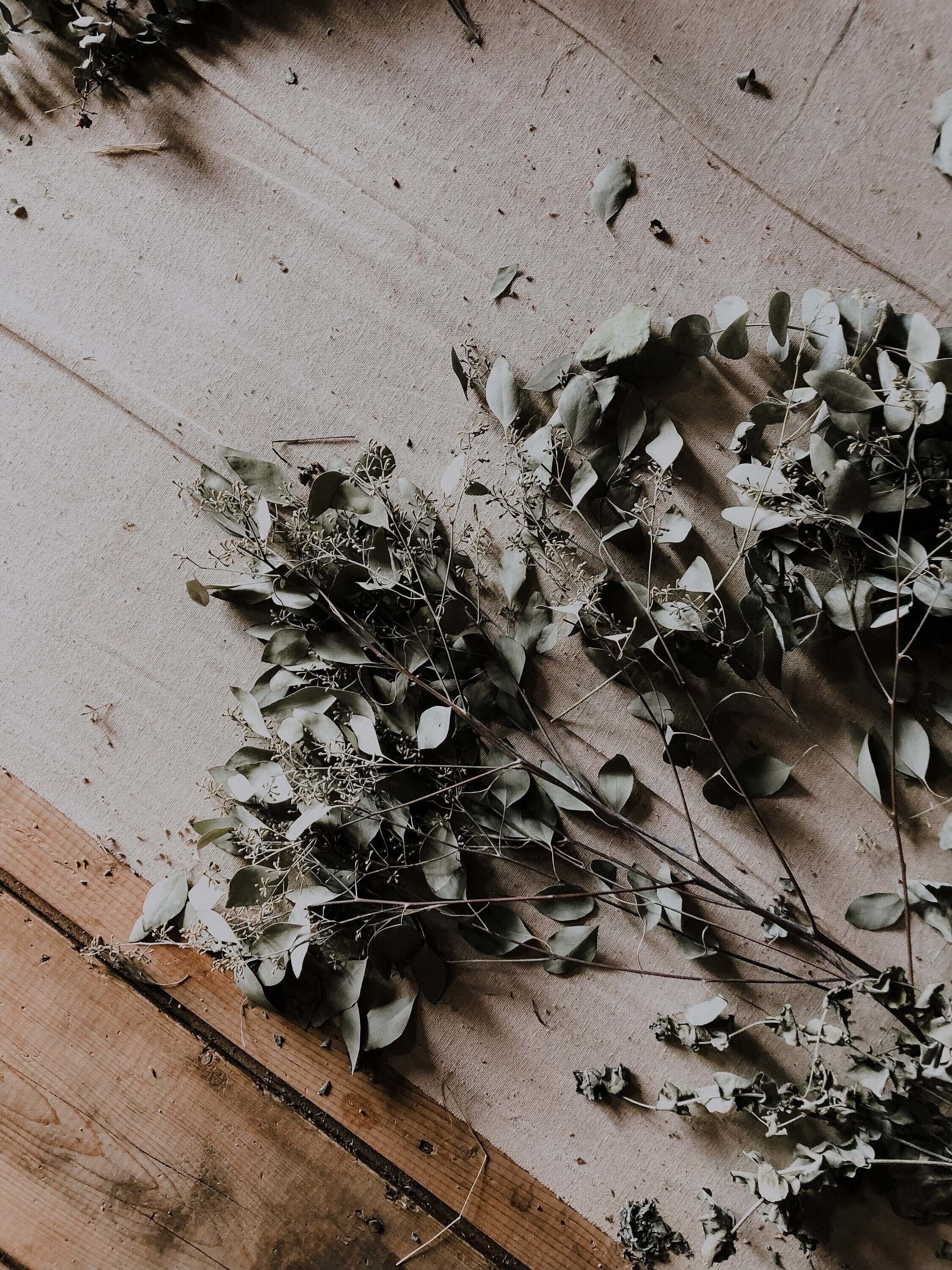 Dried Eucalyptus leaves on a wooden surface, natural setting. High-quality, aromatic eucalyptus from Sacred Plant Co, perfect for herbal remedies.