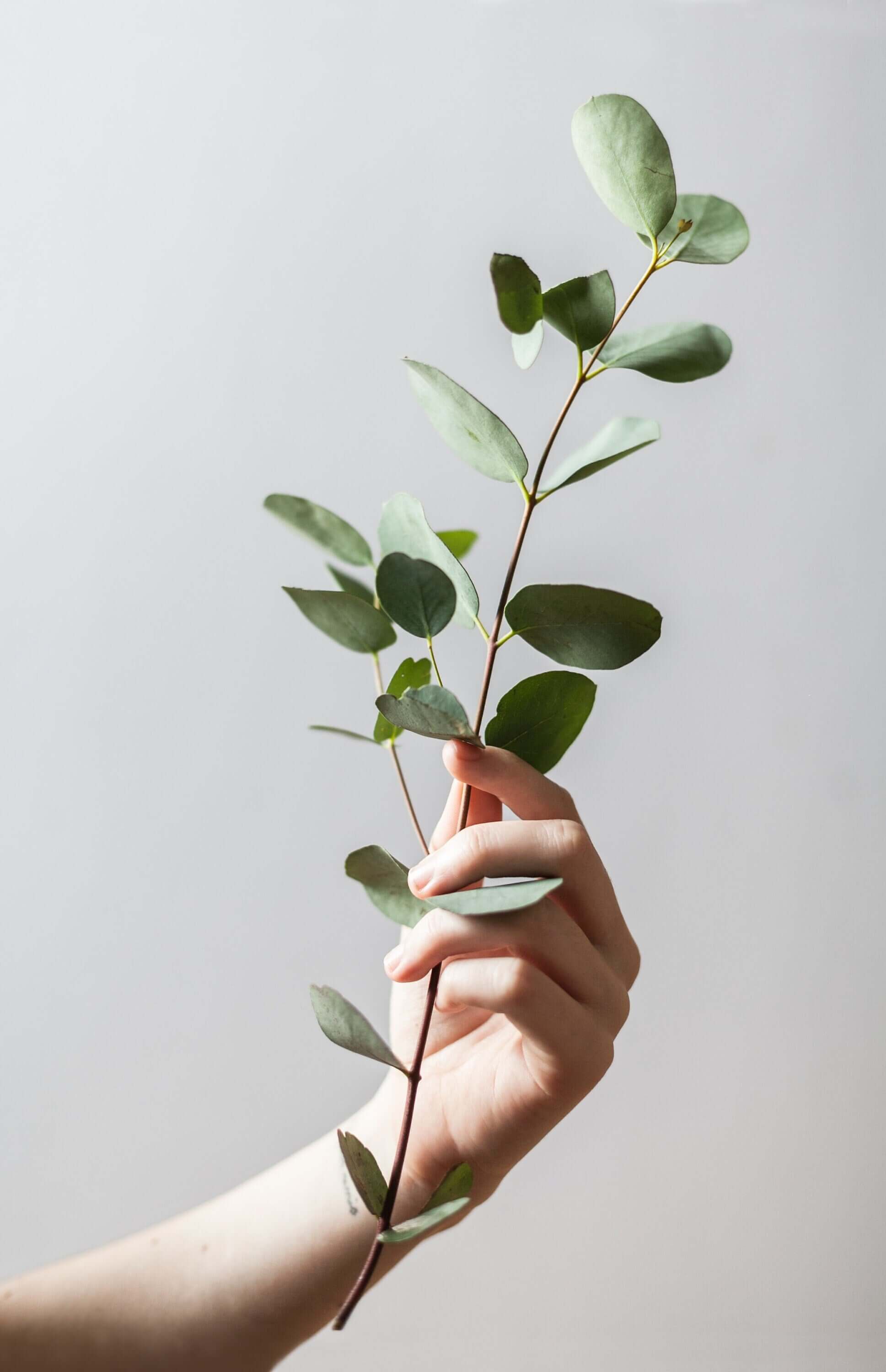 Hand holding a fresh Eucalyptus branch from Sacred Plant Co, highlighting green leaves against a soft grey background. High-quality herbal product.