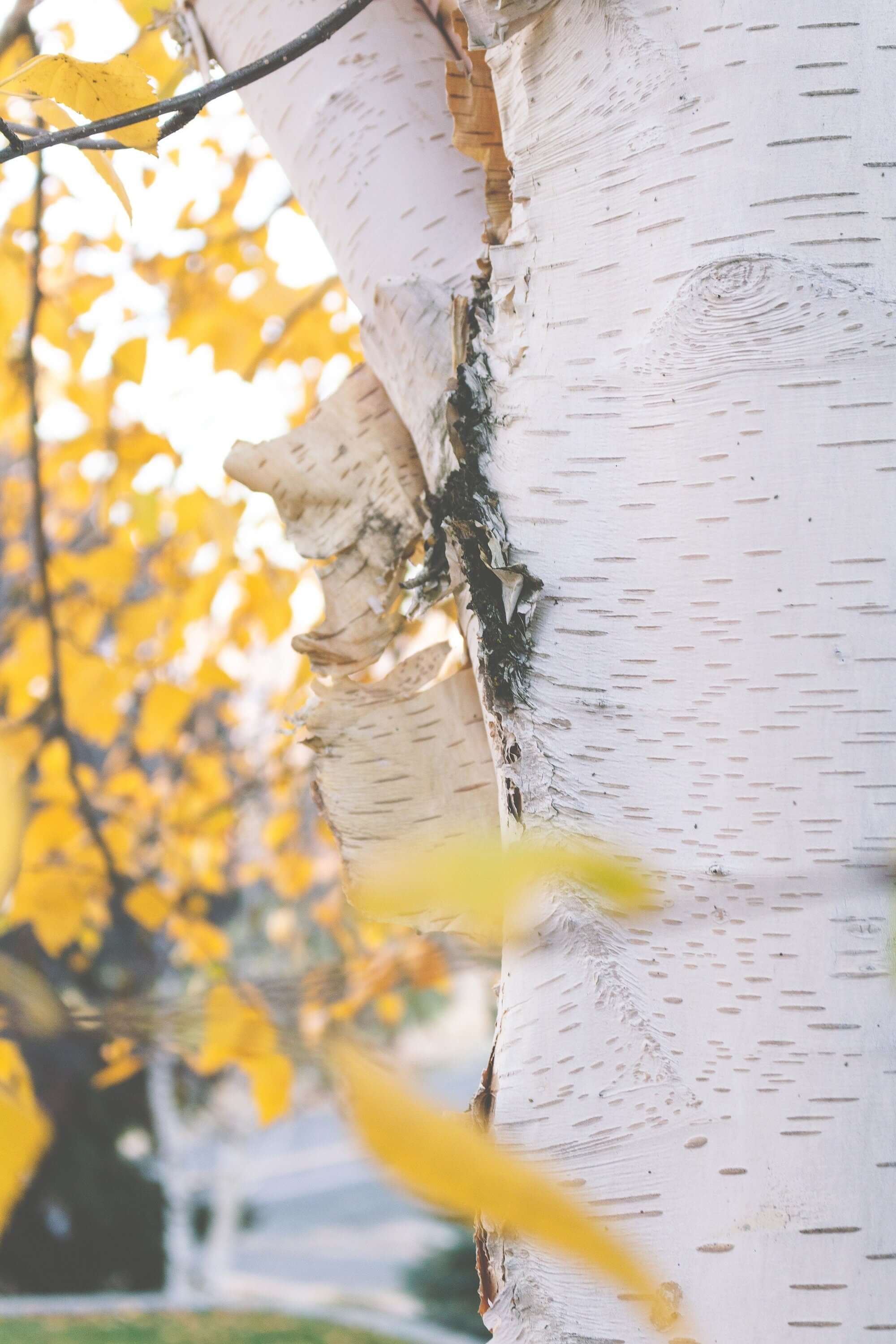 Close-up of Sacred Plant Co&