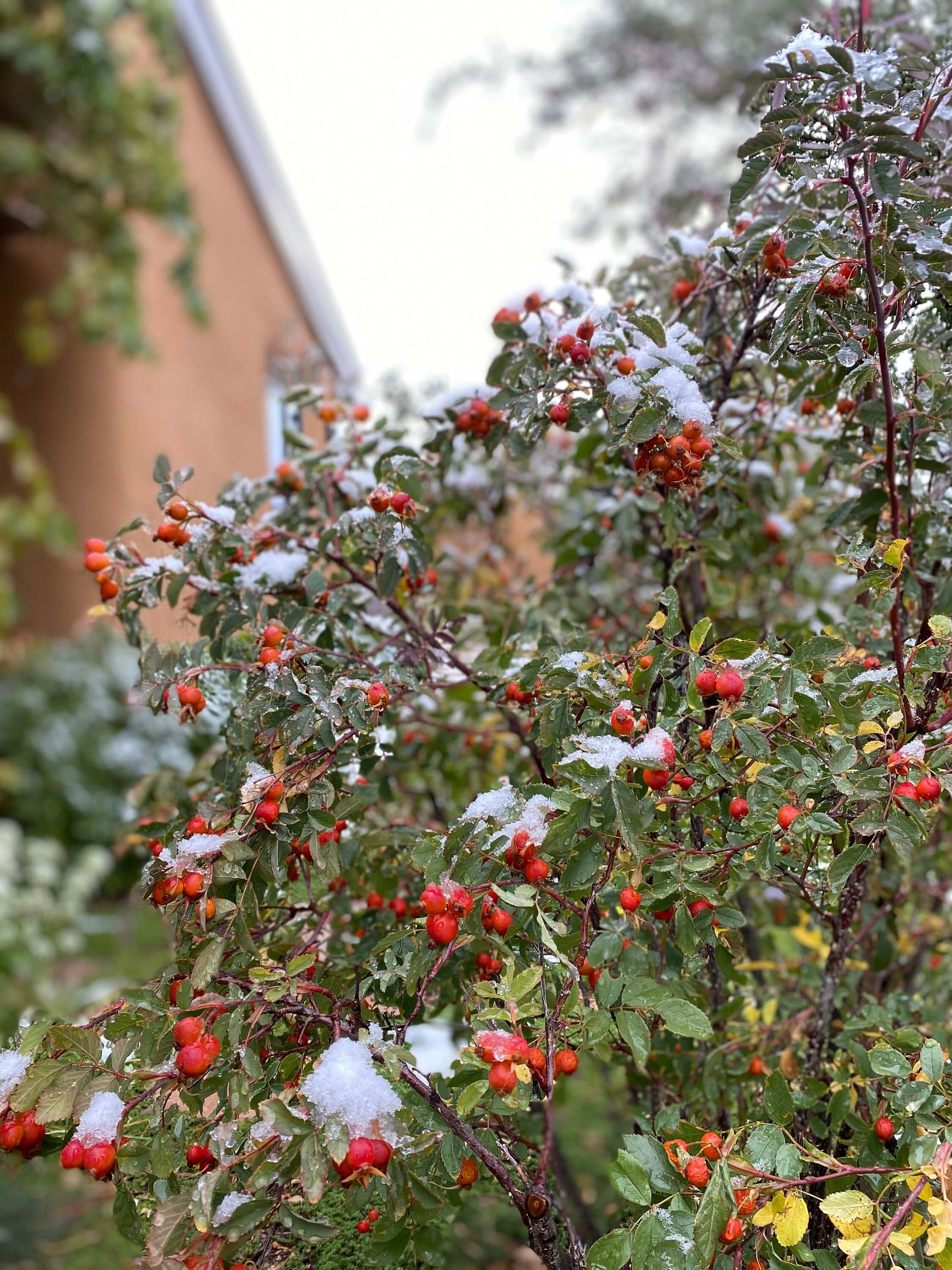 Rough-textured Rose Hips surrounded by lightly frosted leaves, capturing the rugged beauty of Sacred Plant Co’s sustainable winter harvest.