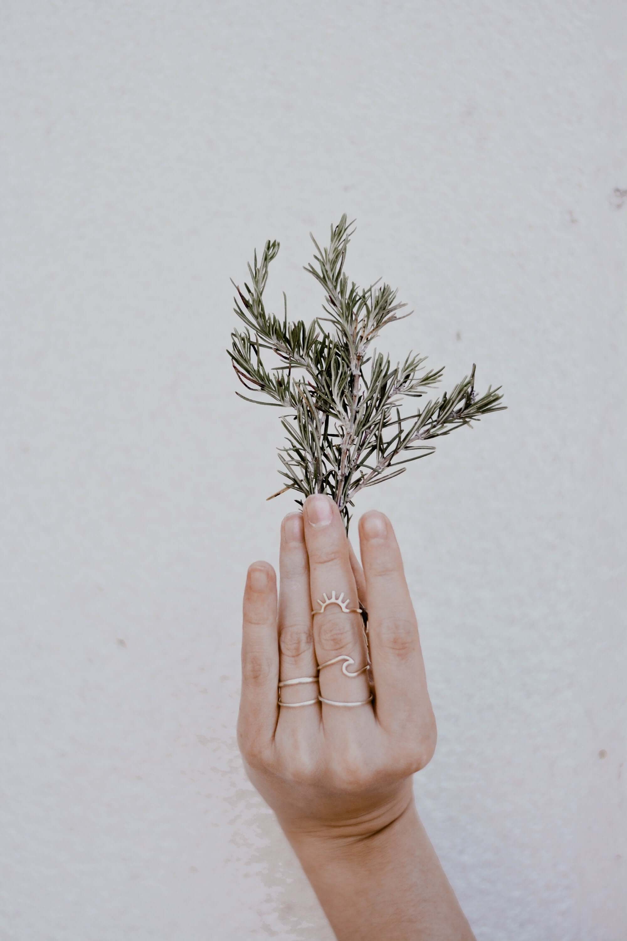 A delicate hand holds a vibrant Rosemary sprig against a light background, highlighting the herb’s freshness and lush green needles. This clean composition emphasizes rosemary&