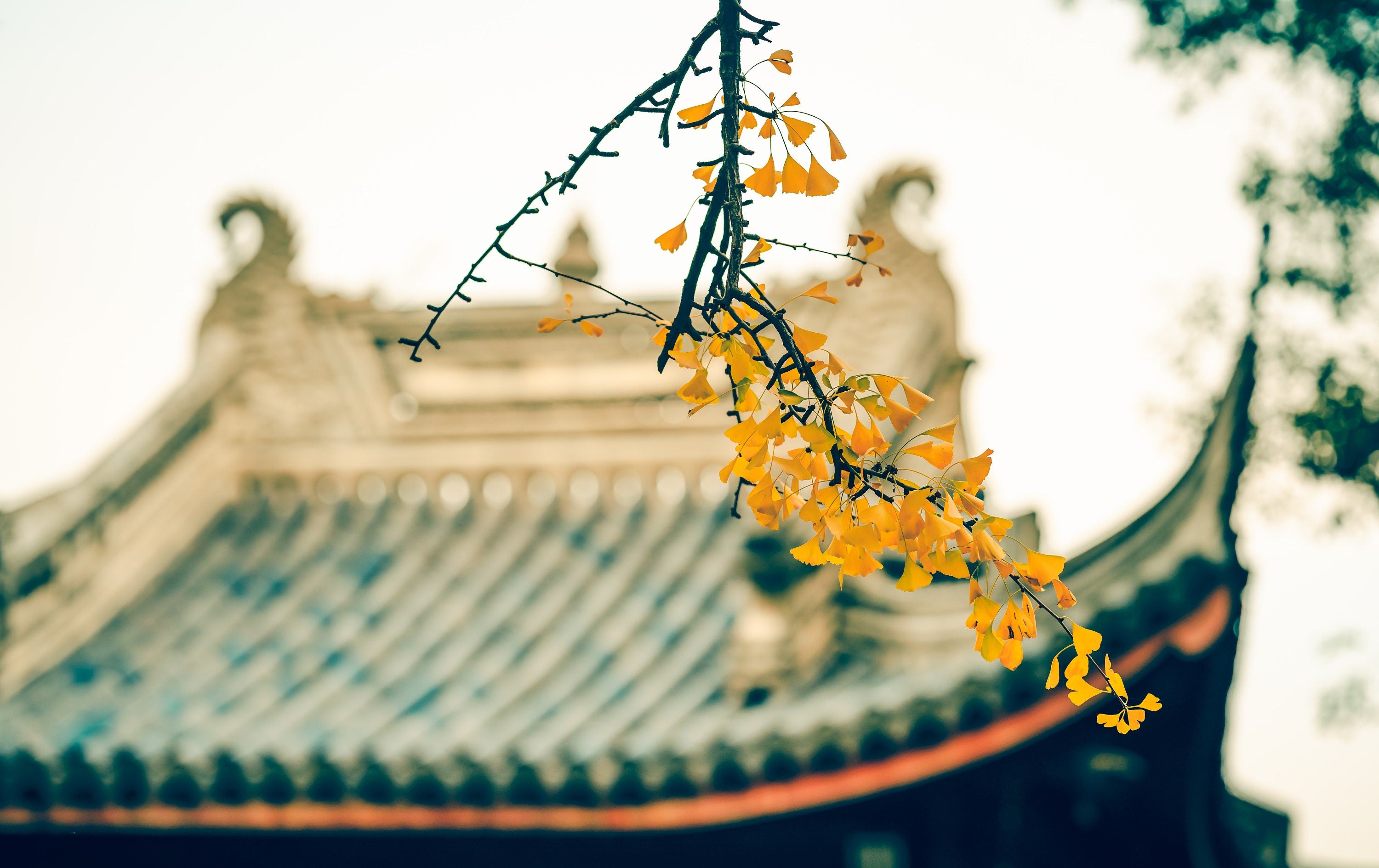 Ginkgo Biloba branch with vibrant yellow leaves, with blurred traditional roof in the background, symbolizing heritage and nature by Sacred Plant Co.