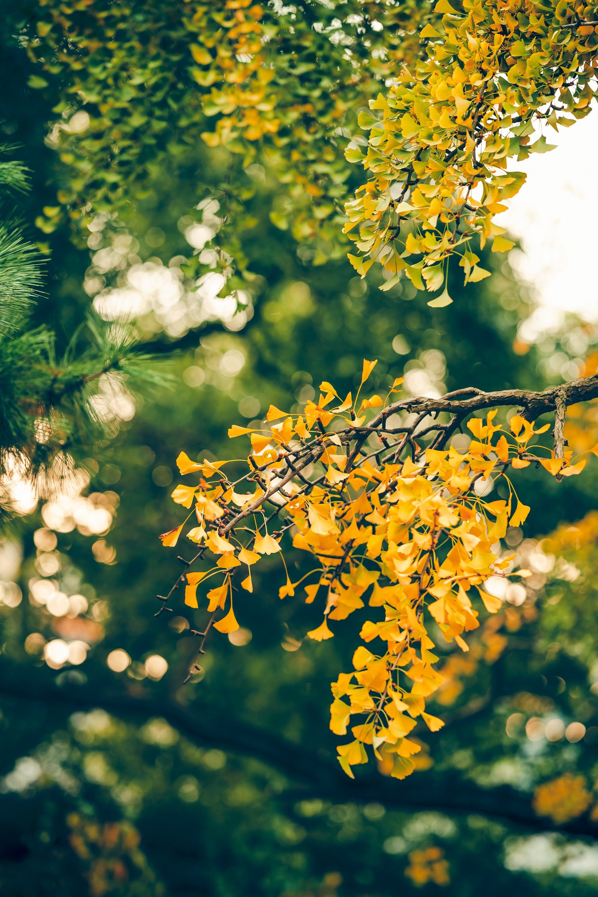 Golden Ginkgo Biloba at Sacred Plant Co captures leaves on a branch with a lush green background, showcasing nature&