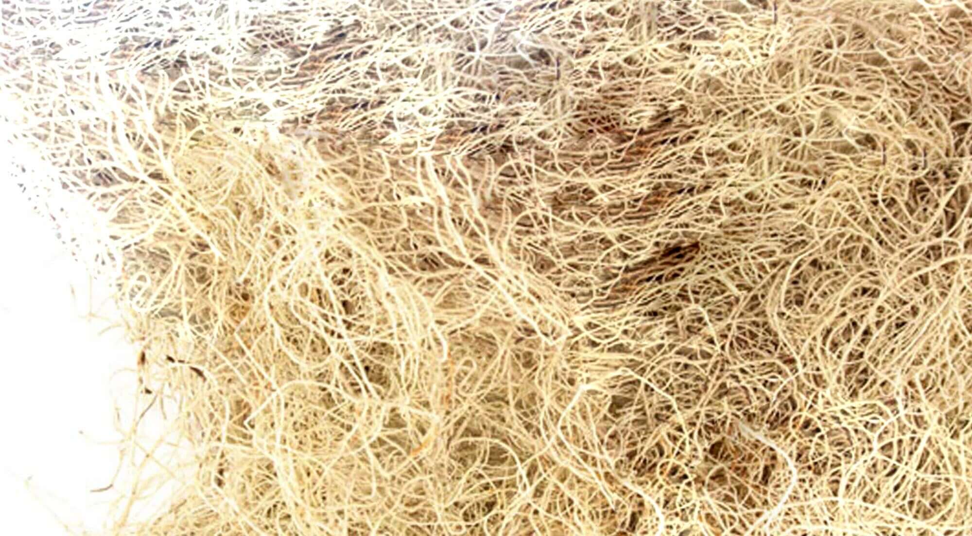 Sacred Plant Co dried Usnea Lichen with intricate network of fibrous strands, highlighting its light beige color and premium texture on white surface.