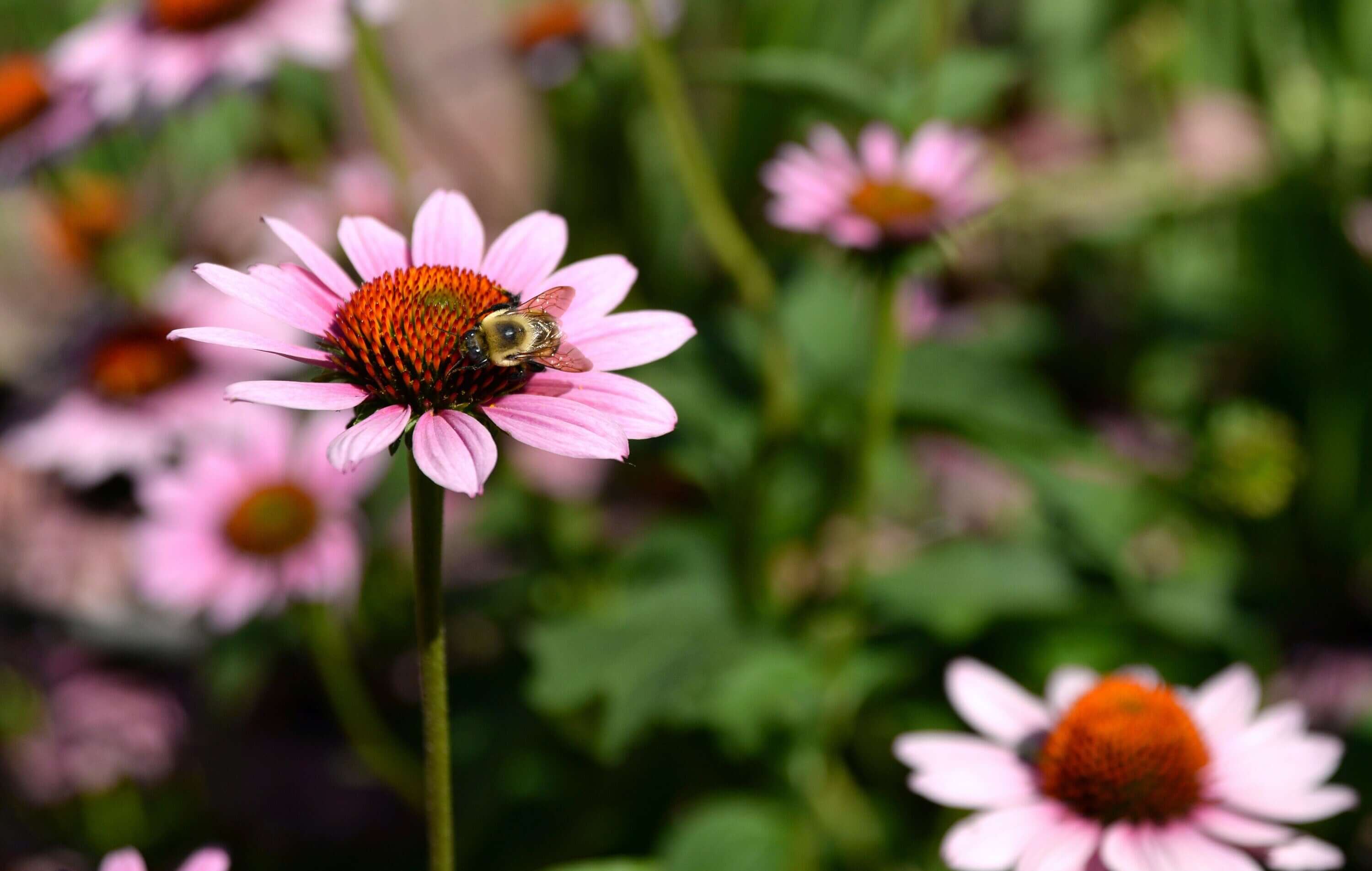 Echinacea Flowers with rich pink petals and prominent orange centers, set against a lush garden background, exemplifying Sacred Plant Co’s premium herbs.